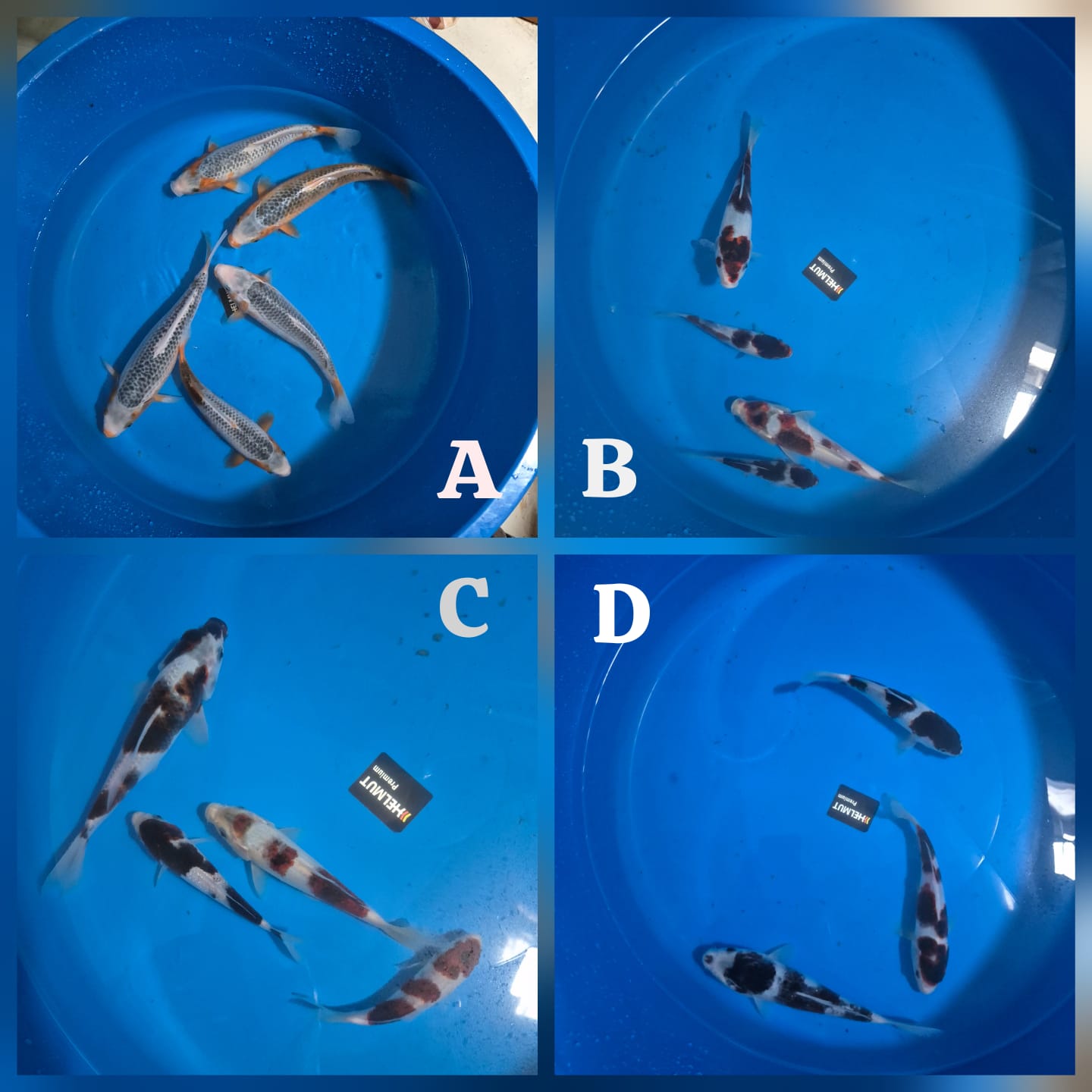 Lelang Koi Online, Jual Beli Ikan Koi, Pasar Koi Terbaik, Agen Lelang Koi, Penawaran Koi Berkualitas, Harga Jual Koi, Lelang Ikan Koi Import, Beli Koi Online, Jual Koi Murah, Koi Showroom, Penjual Koi Terpercaya, Lelang Koi Jakarta, Jual Koi Lokal, Koi Kualitas Unggul, Harga Terbaik Koi, Jual Koi Indukan, Lelang Ikan Hias Koi, Pasar Koi Indonesia, Beli Koi Berkualitas Tinggi, Koi Farm Terbesar, Jual Beli Koi Impor, Lelang Ikan Koi Kualitas Premium, Daftar Harga Koi Terbaru, Pusat Jual Beli Koi, Info Lelang Koi Hari Ini.