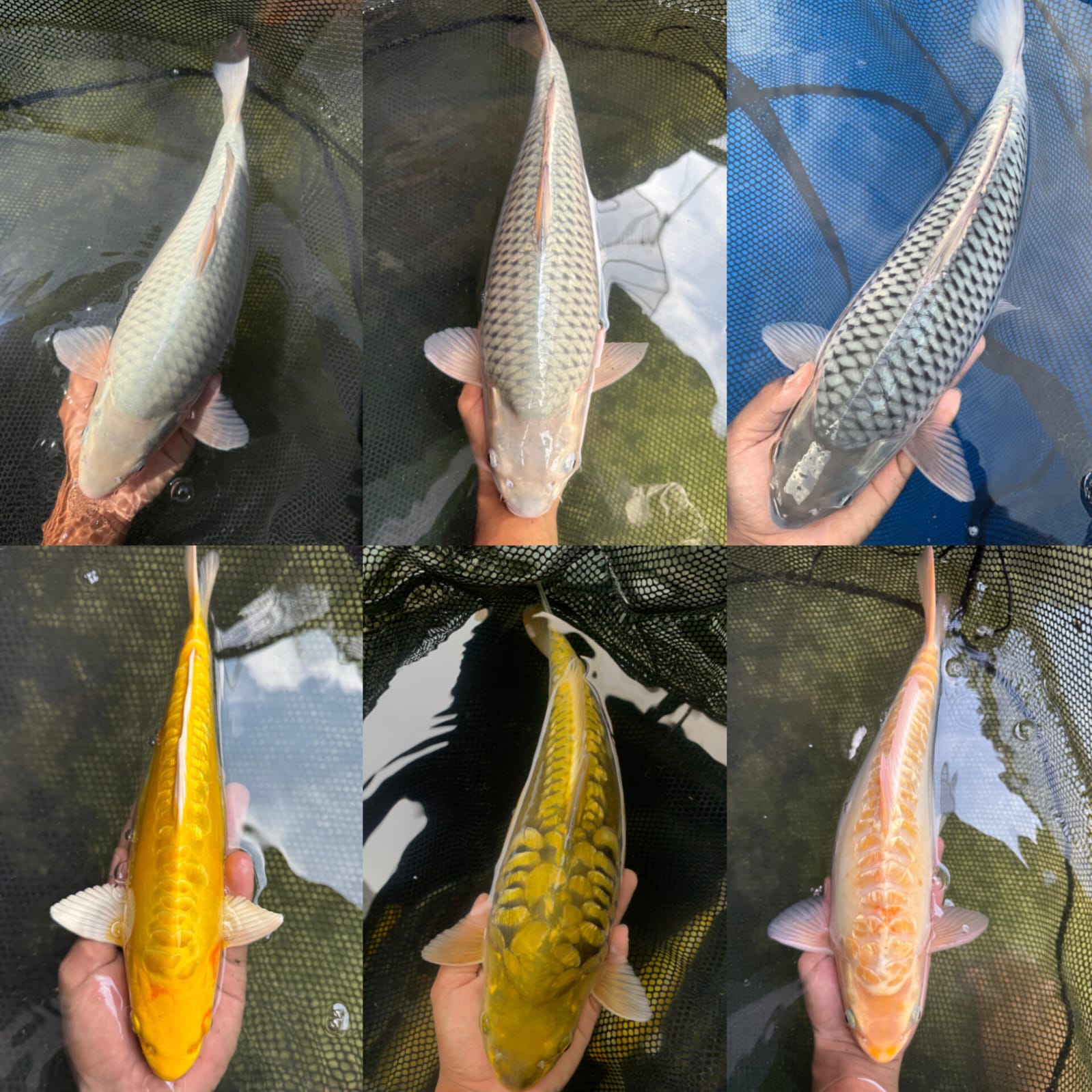Lelang Koi Online, Jual Beli Ikan Koi, Pasar Koi Terbaik, Agen Lelang Koi, Penawaran Koi Berkualitas, Harga Jual Koi, Lelang Ikan Koi Import, Beli Koi Online, Jual Koi Murah, Koi Showroom, Penjual Koi Terpercaya, Lelang Koi Jakarta, Jual Koi Lokal, Koi Kualitas Unggul, Harga Terbaik Koi, Jual Koi Indukan, Lelang Ikan Hias Koi, Pasar Koi Indonesia, Beli Koi Berkualitas Tinggi, Koi Farm Terbesar, Jual Beli Koi Impor, Lelang Ikan Koi Kualitas Premium, Daftar Harga Koi Terbaru, Pusat Jual Beli Koi, Info Lelang Koi Hari Ini.