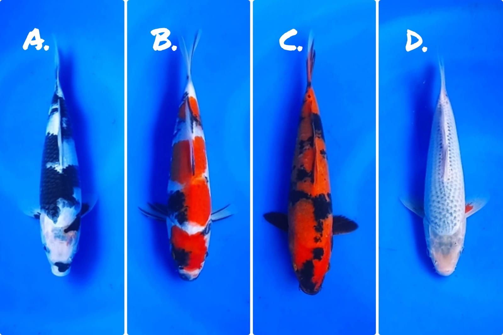 Lelang Koi Online, Jual Beli Ikan Koi, Pasar Koi Terbaik, Agen Lelang Koi, Penawaran Koi Berkualitas, Harga Jual Koi, Lelang Ikan Koi Import, Beli Koi Online, Jual Koi Murah, Koi Showroom, Penjual Koi Terpercaya, Lelang Koi Jakarta, Jual Koi Lokal, Koi Kualitas Unggul, Harga Terbaik Koi, Jual Koi Indukan, Lelang Ikan Hias Koi, Pasar Koi Indonesia, Beli Koi Berkualitas Tinggi, Koi Farm Terbesar, Jual Beli Koi Impor, Lelang Ikan Koi Kualitas Premium, Daftar Harga Koi Terbaru, Pusat Jual Beli Koi, Info Lelang Koi Hari Ini.