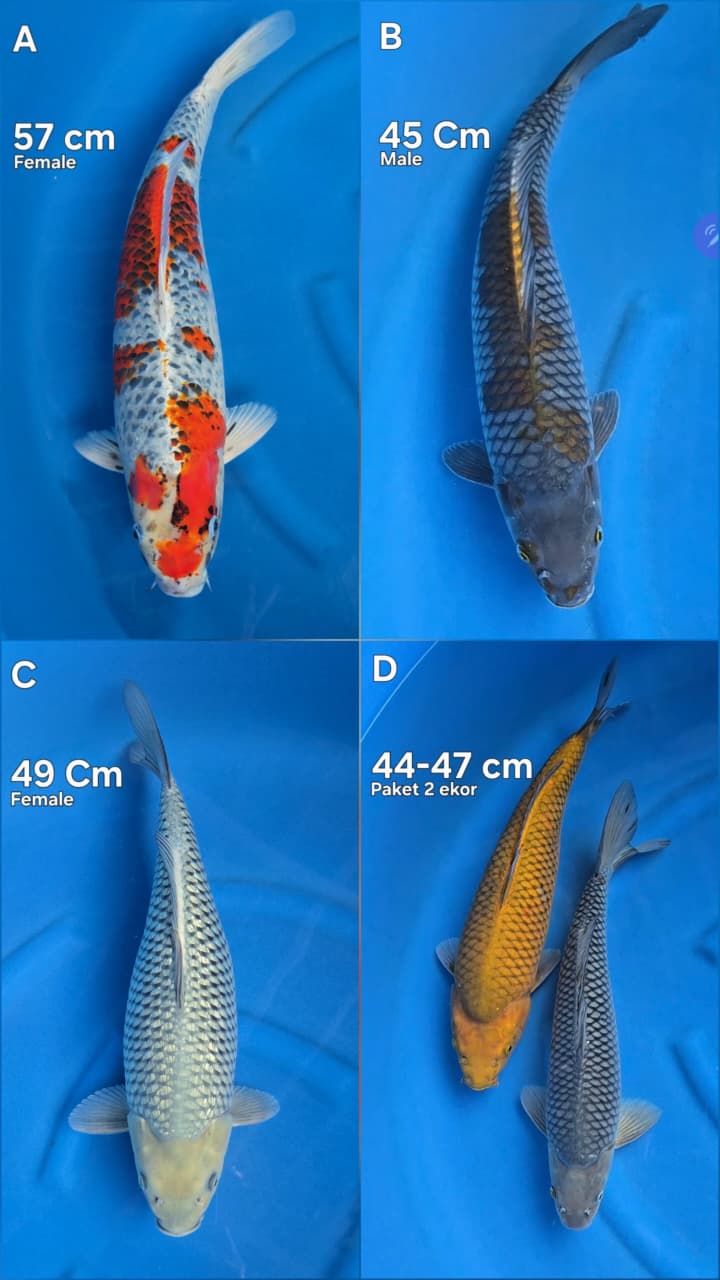 Lelang Koi Online, Jual Beli Ikan Koi, Pasar Koi Terbaik, Agen Lelang Koi, Penawaran Koi Berkualitas, Harga Jual Koi, Lelang Ikan Koi Import, Beli Koi Online, Jual Koi Murah, Koi Showroom, Penjual Koi Terpercaya, Lelang Koi Jakarta, Jual Koi Lokal, Koi Kualitas Unggul, Harga Terbaik Koi, Jual Koi Indukan, Lelang Ikan Hias Koi, Pasar Koi Indonesia, Beli Koi Berkualitas Tinggi, Koi Farm Terbesar, Jual Beli Koi Impor, Lelang Ikan Koi Kualitas Premium, Daftar Harga Koi Terbaru, Pusat Jual Beli Koi, Info Lelang Koi Hari Ini.