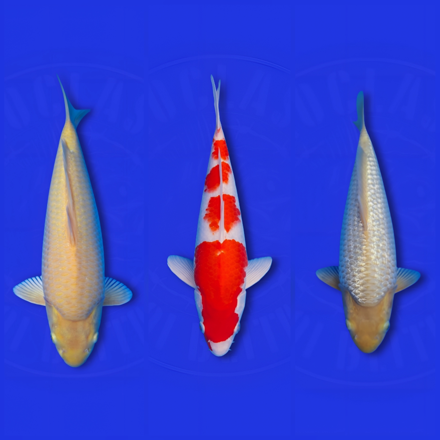 Lelang Koi Online, Jual Beli Ikan Koi, Pasar Koi Terbaik, Agen Lelang Koi, Penawaran Koi Berkualitas, Harga Jual Koi, Lelang Ikan Koi Import, Beli Koi Online, Jual Koi Murah, Koi Showroom, Penjual Koi Terpercaya, Lelang Koi Jakarta, Jual Koi Lokal, Koi Kualitas Unggul, Harga Terbaik Koi, Jual Koi Indukan, Lelang Ikan Hias Koi, Pasar Koi Indonesia, Beli Koi Berkualitas Tinggi, Koi Farm Terbesar, Jual Beli Koi Impor, Lelang Ikan Koi Kualitas Premium, Daftar Harga Koi Terbaru, Pusat Jual Beli Koi, Info Lelang Koi Hari Ini.
