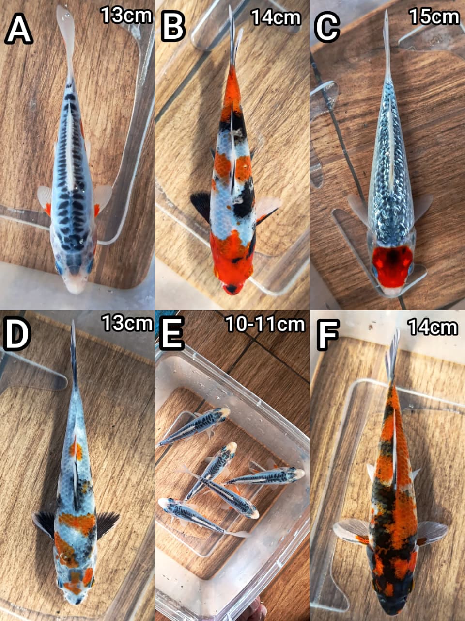 Lelang Koi Online, Jual Beli Ikan Koi, Pasar Koi Terbaik, Agen Lelang Koi, Penawaran Koi Berkualitas, Harga Jual Koi, Lelang Ikan Koi Import, Beli Koi Online, Jual Koi Murah, Koi Showroom, Penjual Koi Terpercaya, Lelang Koi Jakarta, Jual Koi Lokal, Koi Kualitas Unggul, Harga Terbaik Koi, Jual Koi Indukan, Lelang Ikan Hias Koi, Pasar Koi Indonesia, Beli Koi Berkualitas Tinggi, Koi Farm Terbesar, Jual Beli Koi Impor, Lelang Ikan Koi Kualitas Premium, Daftar Harga Koi Terbaru, Pusat Jual Beli Koi, Info Lelang Koi Hari Ini.