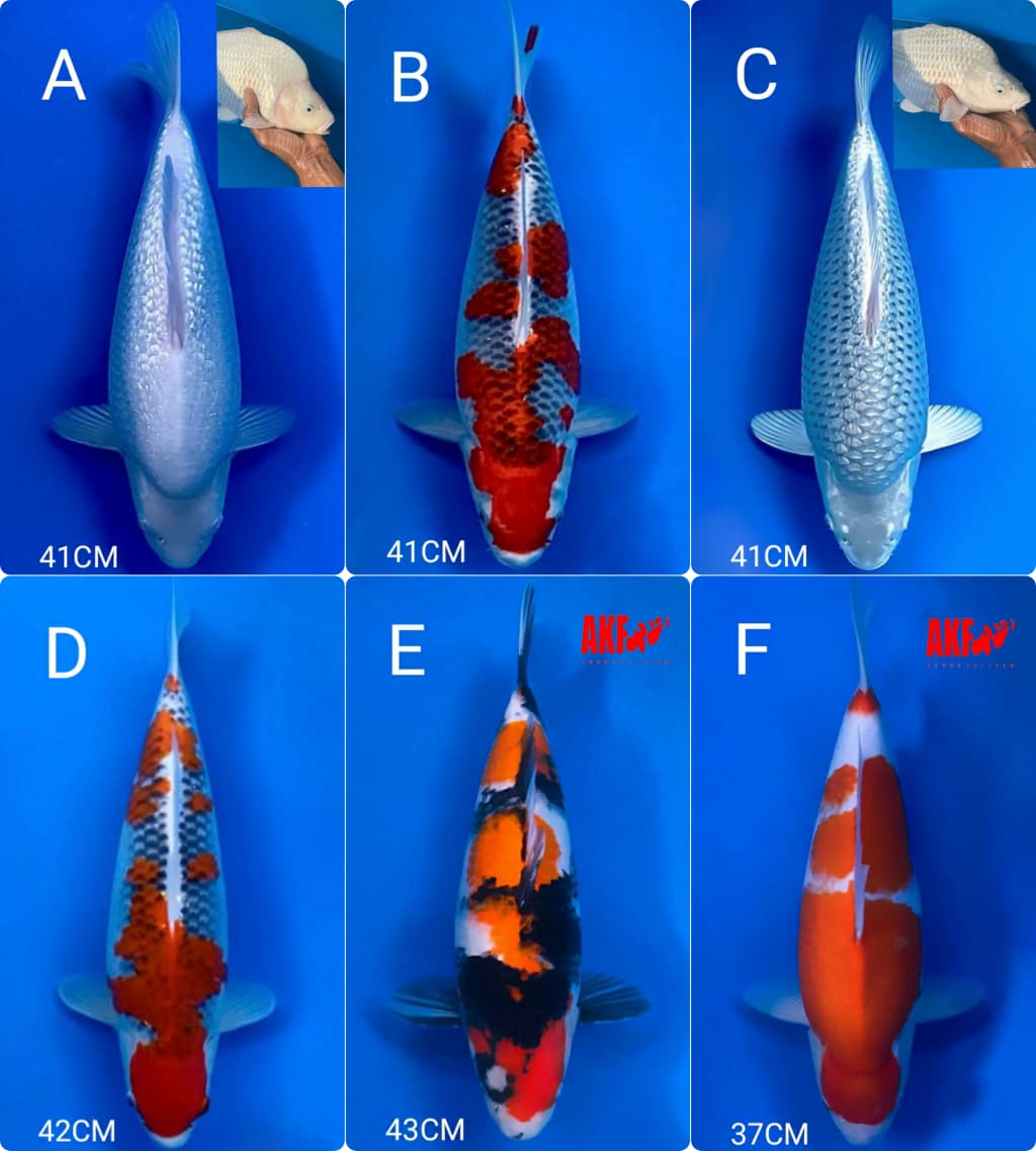 Lelang Koi Online, Jual Beli Ikan Koi, Pasar Koi Terbaik, Agen Lelang Koi, Penawaran Koi Berkualitas, Harga Jual Koi, Lelang Ikan Koi Import, Beli Koi Online, Jual Koi Murah, Koi Showroom, Penjual Koi Terpercaya, Lelang Koi Jakarta, Jual Koi Lokal, Koi Kualitas Unggul, Harga Terbaik Koi, Jual Koi Indukan, Lelang Ikan Hias Koi, Pasar Koi Indonesia, Beli Koi Berkualitas Tinggi, Koi Farm Terbesar, Jual Beli Koi Impor, Lelang Ikan Koi Kualitas Premium, Daftar Harga Koi Terbaru, Pusat Jual Beli Koi, Info Lelang Koi Hari Ini.