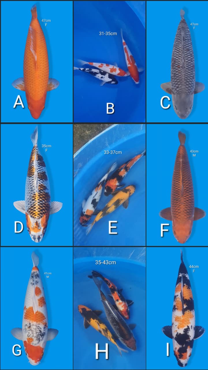 Lelang Koi Online, Jual Beli Ikan Koi, Pasar Koi Terbaik, Agen Lelang Koi, Penawaran Koi Berkualitas, Harga Jual Koi, Lelang Ikan Koi Import, Beli Koi Online, Jual Koi Murah, Koi Showroom, Penjual Koi Terpercaya, Lelang Koi Jakarta, Jual Koi Lokal, Koi Kualitas Unggul, Harga Terbaik Koi, Jual Koi Indukan, Lelang Ikan Hias Koi, Pasar Koi Indonesia, Beli Koi Berkualitas Tinggi, Koi Farm Terbesar, Jual Beli Koi Impor, Lelang Ikan Koi Kualitas Premium, Daftar Harga Koi Terbaru, Pusat Jual Beli Koi, Info Lelang Koi Hari Ini.