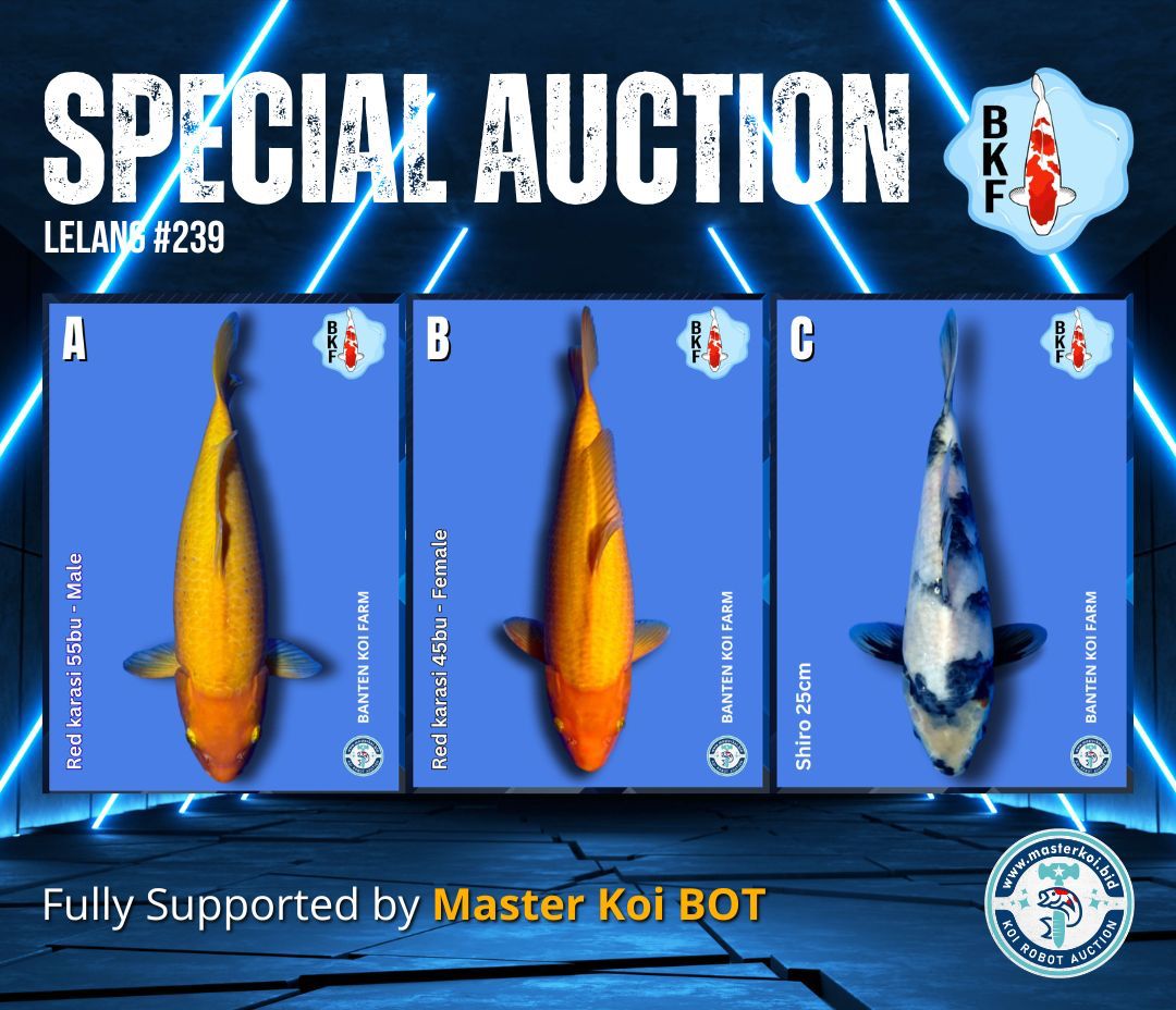 Lelang Koi Online, Jual Beli Ikan Koi, Pasar Koi Terbaik, Agen Lelang Koi, Penawaran Koi Berkualitas, Harga Jual Koi, Lelang Ikan Koi Import, Beli Koi Online, Jual Koi Murah, Koi Showroom, Penjual Koi Terpercaya, Lelang Koi Jakarta, Jual Koi Lokal, Koi Kualitas Unggul, Harga Terbaik Koi, Jual Koi Indukan, Lelang Ikan Hias Koi, Pasar Koi Indonesia, Beli Koi Berkualitas Tinggi, Koi Farm Terbesar, Jual Beli Koi Impor, Lelang Ikan Koi Kualitas Premium, Daftar Harga Koi Terbaru, Pusat Jual Beli Koi, Info Lelang Koi Hari Ini.