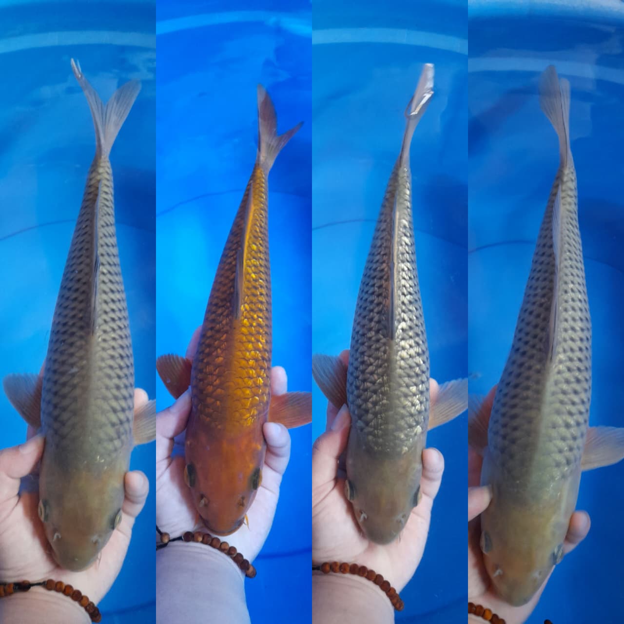 Lelang Koi Online, Jual Beli Ikan Koi, Pasar Koi Terbaik, Agen Lelang Koi, Penawaran Koi Berkualitas, Harga Jual Koi, Lelang Ikan Koi Import, Beli Koi Online, Jual Koi Murah, Koi Showroom, Penjual Koi Terpercaya, Lelang Koi Jakarta, Jual Koi Lokal, Koi Kualitas Unggul, Harga Terbaik Koi, Jual Koi Indukan, Lelang Ikan Hias Koi, Pasar Koi Indonesia, Beli Koi Berkualitas Tinggi, Koi Farm Terbesar, Jual Beli Koi Impor, Lelang Ikan Koi Kualitas Premium, Daftar Harga Koi Terbaru, Pusat Jual Beli Koi, Info Lelang Koi Hari Ini.