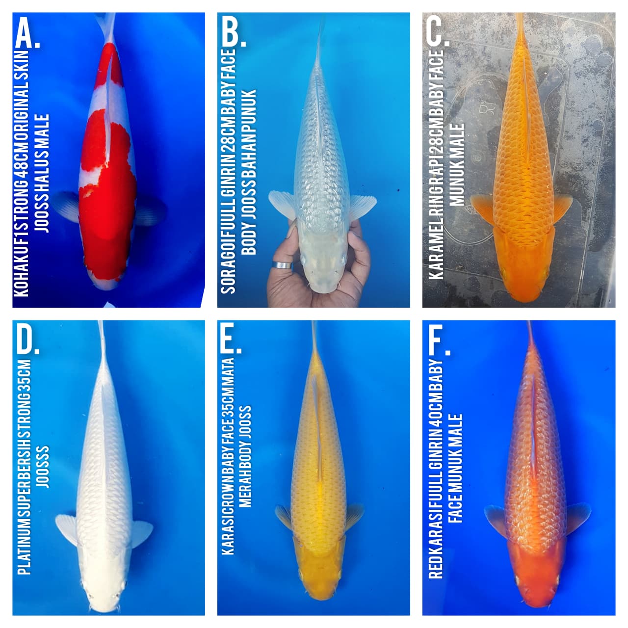 Lelang Koi Online, Jual Beli Ikan Koi, Pasar Koi Terbaik, Agen Lelang Koi, Penawaran Koi Berkualitas, Harga Jual Koi, Lelang Ikan Koi Import, Beli Koi Online, Jual Koi Murah, Koi Showroom, Penjual Koi Terpercaya, Lelang Koi Jakarta, Jual Koi Lokal, Koi Kualitas Unggul, Harga Terbaik Koi, Jual Koi Indukan, Lelang Ikan Hias Koi, Pasar Koi Indonesia, Beli Koi Berkualitas Tinggi, Koi Farm Terbesar, Jual Beli Koi Impor, Lelang Ikan Koi Kualitas Premium, Daftar Harga Koi Terbaru, Pusat Jual Beli Koi, Info Lelang Koi Hari Ini.