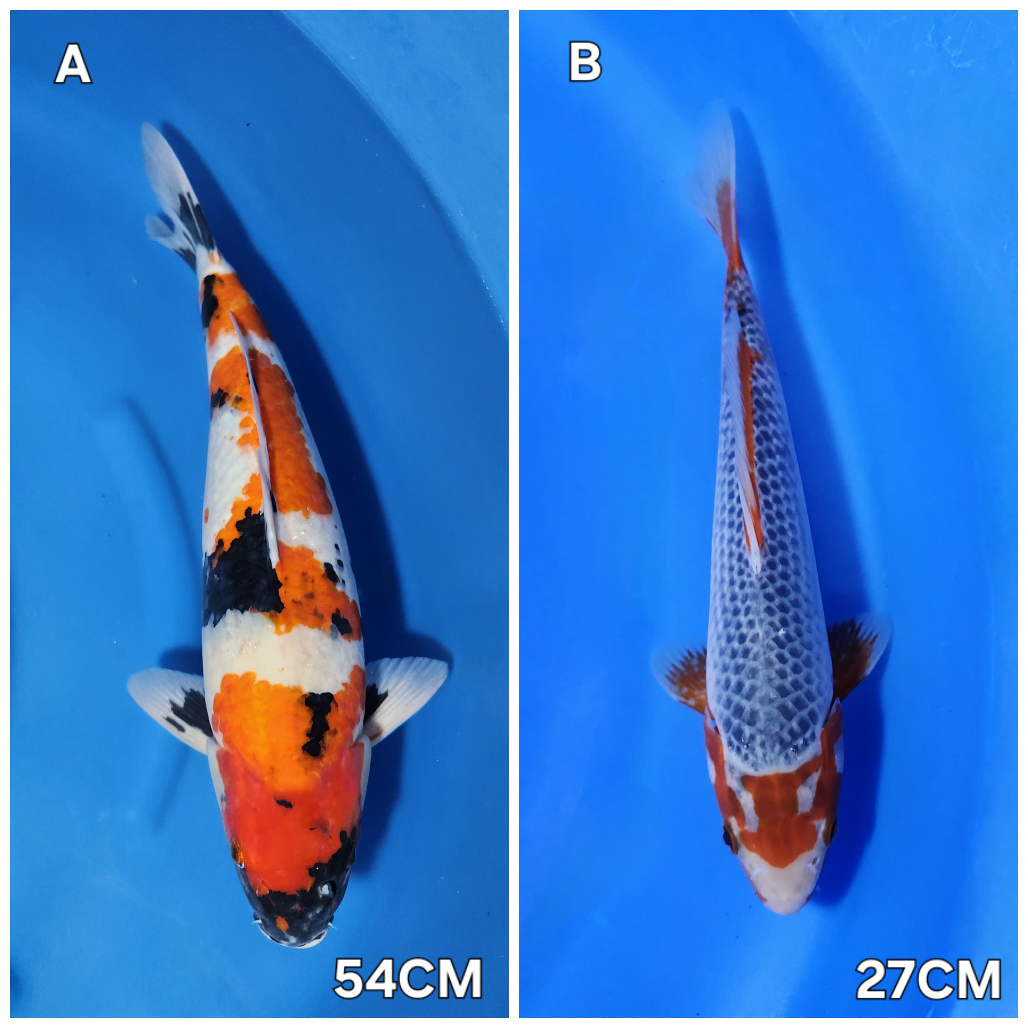 Lelang Koi Online, Jual Beli Ikan Koi, Pasar Koi Terbaik, Agen Lelang Koi, Penawaran Koi Berkualitas, Harga Jual Koi, Lelang Ikan Koi Import, Beli Koi Online, Jual Koi Murah, Koi Showroom, Penjual Koi Terpercaya, Lelang Koi Jakarta, Jual Koi Lokal, Koi Kualitas Unggul, Harga Terbaik Koi, Jual Koi Indukan, Lelang Ikan Hias Koi, Pasar Koi Indonesia, Beli Koi Berkualitas Tinggi, Koi Farm Terbesar, Jual Beli Koi Impor, Lelang Ikan Koi Kualitas Premium, Daftar Harga Koi Terbaru, Pusat Jual Beli Koi, Info Lelang Koi Hari Ini.