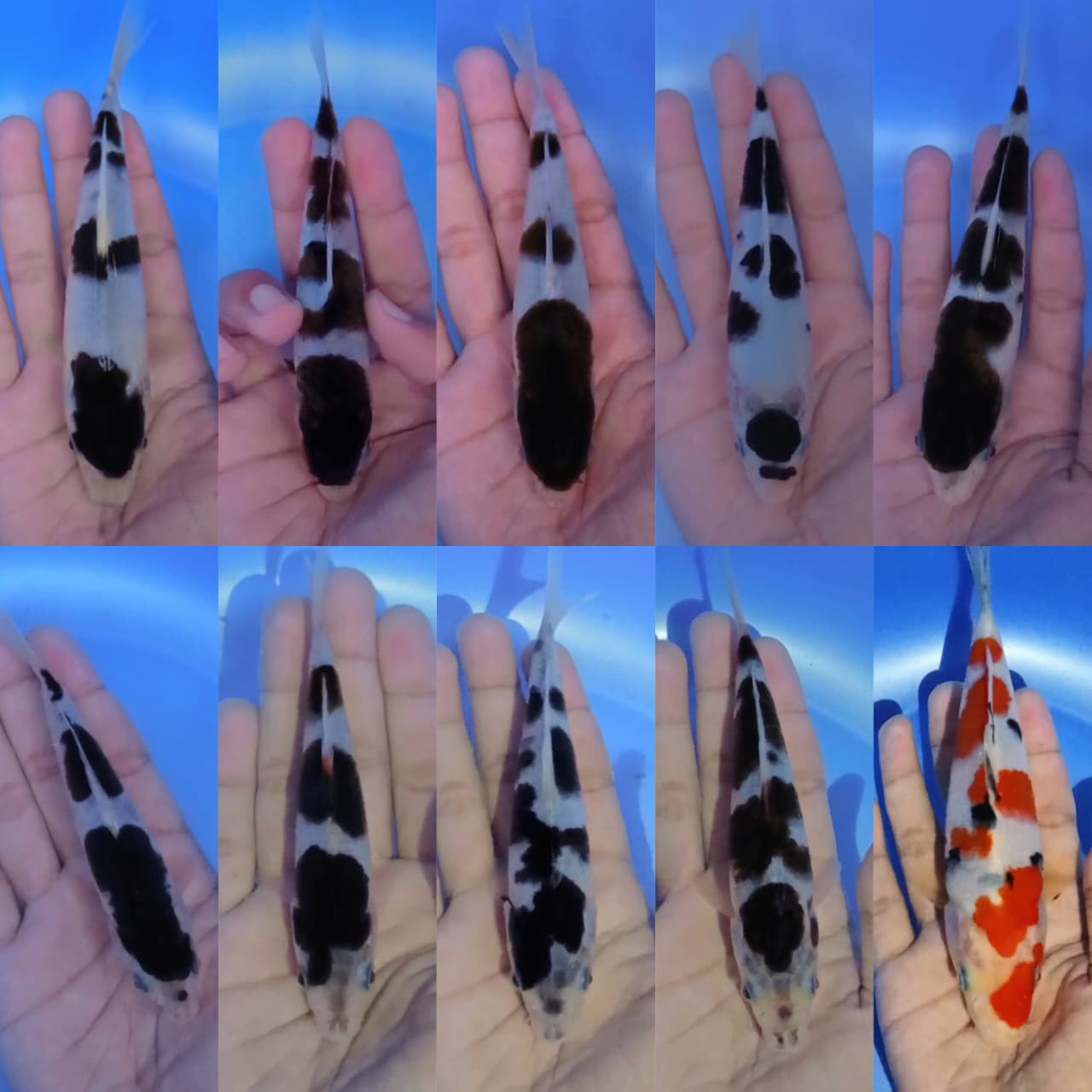 Lelang Koi Online, Jual Beli Ikan Koi, Pasar Koi Terbaik, Agen Lelang Koi, Penawaran Koi Berkualitas, Harga Jual Koi, Lelang Ikan Koi Import, Beli Koi Online, Jual Koi Murah, Koi Showroom, Penjual Koi Terpercaya, Lelang Koi Jakarta, Jual Koi Lokal, Koi Kualitas Unggul, Harga Terbaik Koi, Jual Koi Indukan, Lelang Ikan Hias Koi, Pasar Koi Indonesia, Beli Koi Berkualitas Tinggi, Koi Farm Terbesar, Jual Beli Koi Impor, Lelang Ikan Koi Kualitas Premium, Daftar Harga Koi Terbaru, Pusat Jual Beli Koi, Info Lelang Koi Hari Ini.