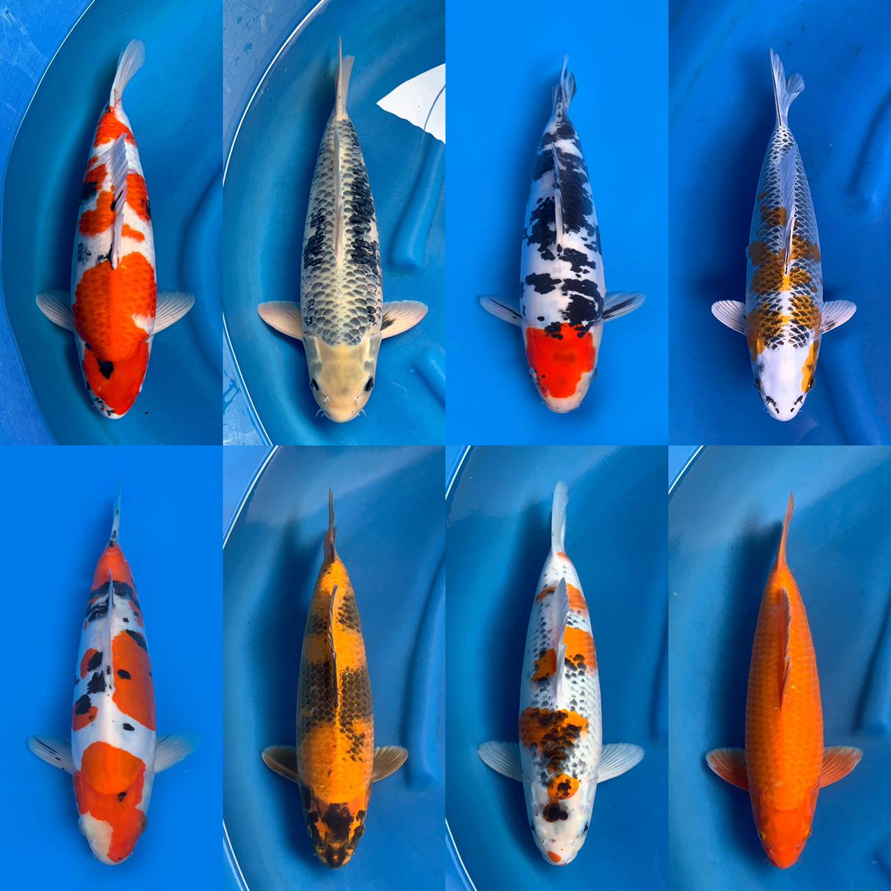 Lelang Koi Online, Jual Beli Ikan Koi, Pasar Koi Terbaik, Agen Lelang Koi, Penawaran Koi Berkualitas, Harga Jual Koi, Lelang Ikan Koi Import, Beli Koi Online, Jual Koi Murah, Koi Showroom, Penjual Koi Terpercaya, Lelang Koi Jakarta, Jual Koi Lokal, Koi Kualitas Unggul, Harga Terbaik Koi, Jual Koi Indukan, Lelang Ikan Hias Koi, Pasar Koi Indonesia, Beli Koi Berkualitas Tinggi, Koi Farm Terbesar, Jual Beli Koi Impor, Lelang Ikan Koi Kualitas Premium, Daftar Harga Koi Terbaru, Pusat Jual Beli Koi, Info Lelang Koi Hari Ini.