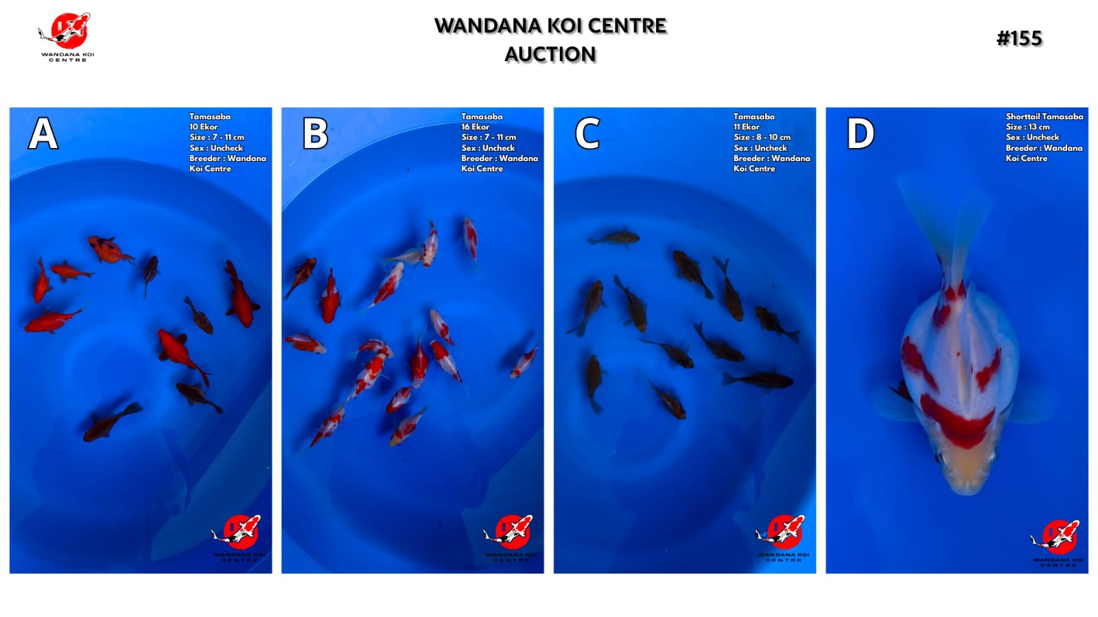 Lelang Koi Online, Jual Beli Ikan Koi, Pasar Koi Terbaik, Agen Lelang Koi, Penawaran Koi Berkualitas, Harga Jual Koi, Lelang Ikan Koi Import, Beli Koi Online, Jual Koi Murah, Koi Showroom, Penjual Koi Terpercaya, Lelang Koi Jakarta, Jual Koi Lokal, Koi Kualitas Unggul, Harga Terbaik Koi, Jual Koi Indukan, Lelang Ikan Hias Koi, Pasar Koi Indonesia, Beli Koi Berkualitas Tinggi, Koi Farm Terbesar, Jual Beli Koi Impor, Lelang Ikan Koi Kualitas Premium, Daftar Harga Koi Terbaru, Pusat Jual Beli Koi, Info Lelang Koi Hari Ini.