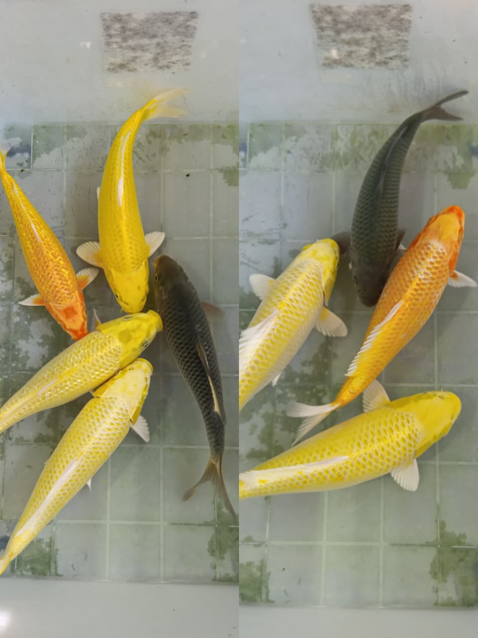 Lelang Koi Online, Jual Beli Ikan Koi, Pasar Koi Terbaik, Agen Lelang Koi, Penawaran Koi Berkualitas, Harga Jual Koi, Lelang Ikan Koi Import, Beli Koi Online, Jual Koi Murah, Koi Showroom, Penjual Koi Terpercaya, Lelang Koi Jakarta, Jual Koi Lokal, Koi Kualitas Unggul, Harga Terbaik Koi, Jual Koi Indukan, Lelang Ikan Hias Koi, Pasar Koi Indonesia, Beli Koi Berkualitas Tinggi, Koi Farm Terbesar, Jual Beli Koi Impor, Lelang Ikan Koi Kualitas Premium, Daftar Harga Koi Terbaru, Pusat Jual Beli Koi, Info Lelang Koi Hari Ini.