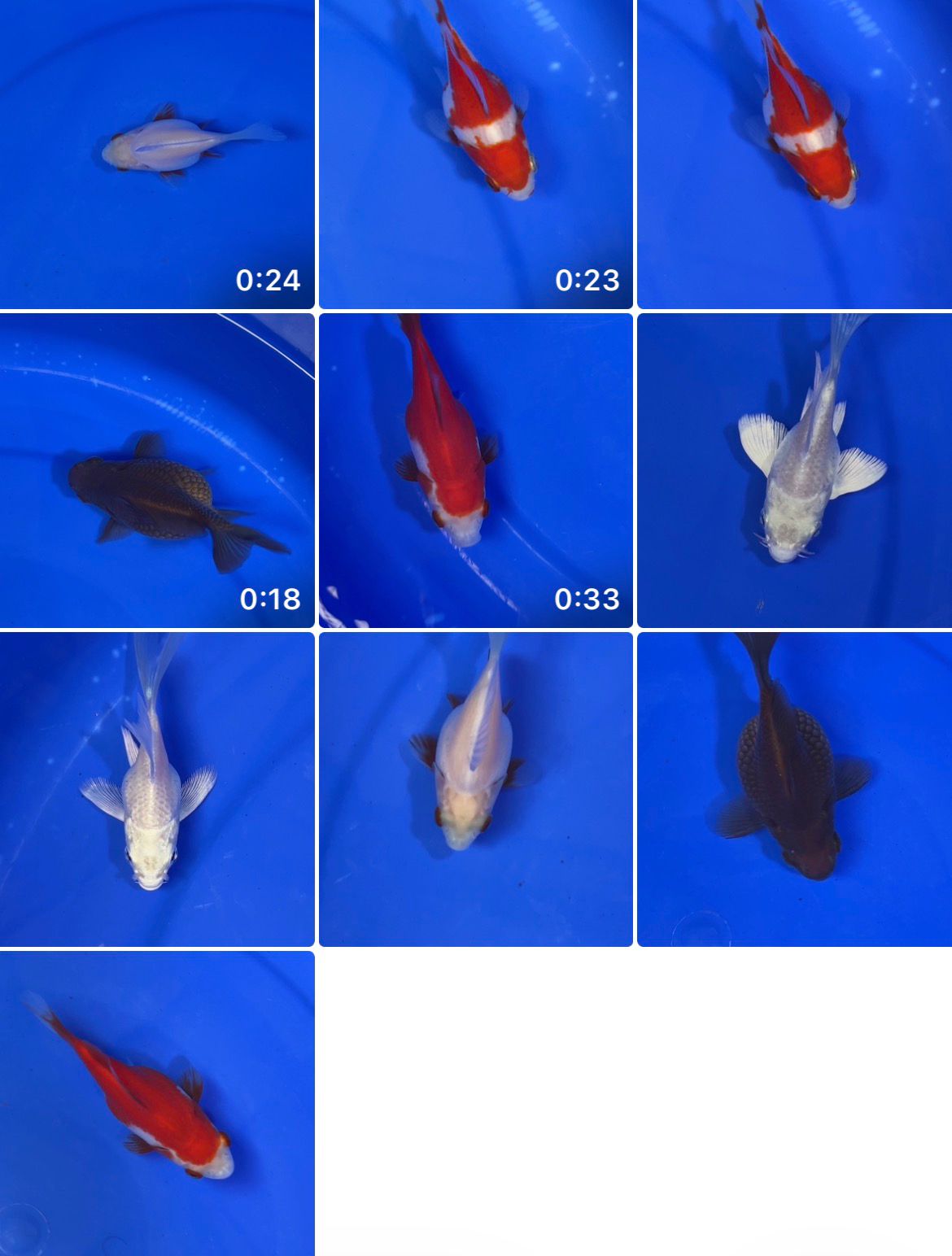 Lelang Koi Online, Jual Beli Ikan Koi, Pasar Koi Terbaik, Agen Lelang Koi, Penawaran Koi Berkualitas, Harga Jual Koi, Lelang Ikan Koi Import, Beli Koi Online, Jual Koi Murah, Koi Showroom, Penjual Koi Terpercaya, Lelang Koi Jakarta, Jual Koi Lokal, Koi Kualitas Unggul, Harga Terbaik Koi, Jual Koi Indukan, Lelang Ikan Hias Koi, Pasar Koi Indonesia, Beli Koi Berkualitas Tinggi, Koi Farm Terbesar, Jual Beli Koi Impor, Lelang Ikan Koi Kualitas Premium, Daftar Harga Koi Terbaru, Pusat Jual Beli Koi, Info Lelang Koi Hari Ini.