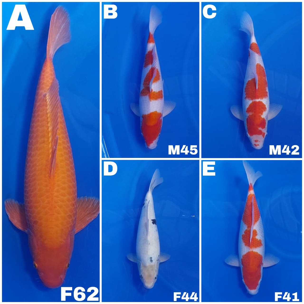 Lelang Koi Online, Jual Beli Ikan Koi, Pasar Koi Terbaik, Agen Lelang Koi, Penawaran Koi Berkualitas, Harga Jual Koi, Lelang Ikan Koi Import, Beli Koi Online, Jual Koi Murah, Koi Showroom, Penjual Koi Terpercaya, Lelang Koi Jakarta, Jual Koi Lokal, Koi Kualitas Unggul, Harga Terbaik Koi, Jual Koi Indukan, Lelang Ikan Hias Koi, Pasar Koi Indonesia, Beli Koi Berkualitas Tinggi, Koi Farm Terbesar, Jual Beli Koi Impor, Lelang Ikan Koi Kualitas Premium, Daftar Harga Koi Terbaru, Pusat Jual Beli Koi, Info Lelang Koi Hari Ini.