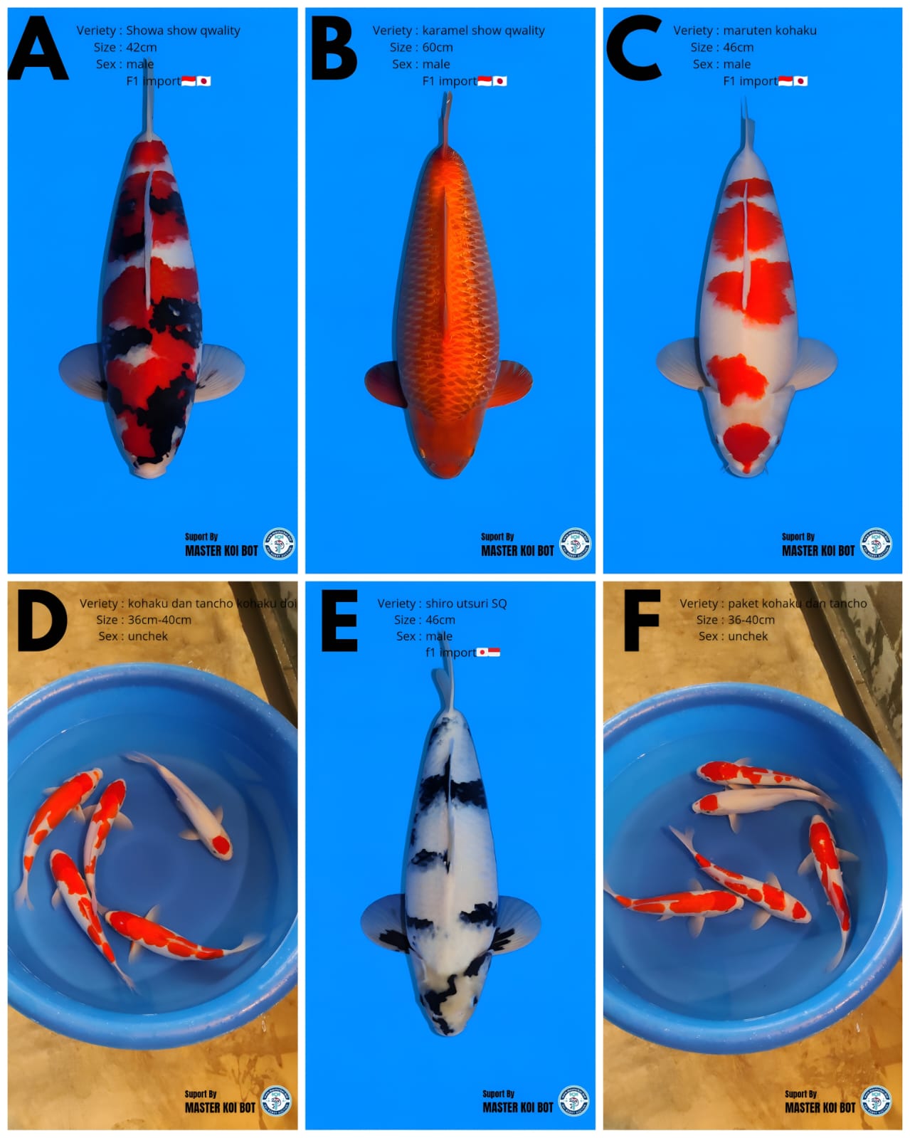 Lelang Koi Online, Jual Beli Ikan Koi, Pasar Koi Terbaik, Agen Lelang Koi, Penawaran Koi Berkualitas, Harga Jual Koi, Lelang Ikan Koi Import, Beli Koi Online, Jual Koi Murah, Koi Showroom, Penjual Koi Terpercaya, Lelang Koi Jakarta, Jual Koi Lokal, Koi Kualitas Unggul, Harga Terbaik Koi, Jual Koi Indukan, Lelang Ikan Hias Koi, Pasar Koi Indonesia, Beli Koi Berkualitas Tinggi, Koi Farm Terbesar, Jual Beli Koi Impor, Lelang Ikan Koi Kualitas Premium, Daftar Harga Koi Terbaru, Pusat Jual Beli Koi, Info Lelang Koi Hari Ini.