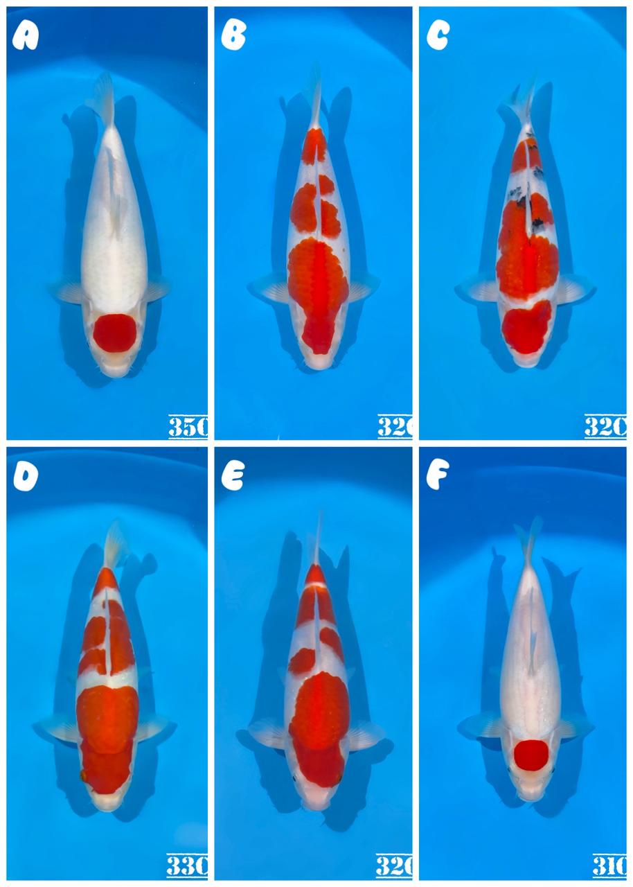 Lelang Koi Online, Jual Beli Ikan Koi, Pasar Koi Terbaik, Agen Lelang Koi, Penawaran Koi Berkualitas, Harga Jual Koi, Lelang Ikan Koi Import, Beli Koi Online, Jual Koi Murah, Koi Showroom, Penjual Koi Terpercaya, Lelang Koi Jakarta, Jual Koi Lokal, Koi Kualitas Unggul, Harga Terbaik Koi, Jual Koi Indukan, Lelang Ikan Hias Koi, Pasar Koi Indonesia, Beli Koi Berkualitas Tinggi, Koi Farm Terbesar, Jual Beli Koi Impor, Lelang Ikan Koi Kualitas Premium, Daftar Harga Koi Terbaru, Pusat Jual Beli Koi, Info Lelang Koi Hari Ini.