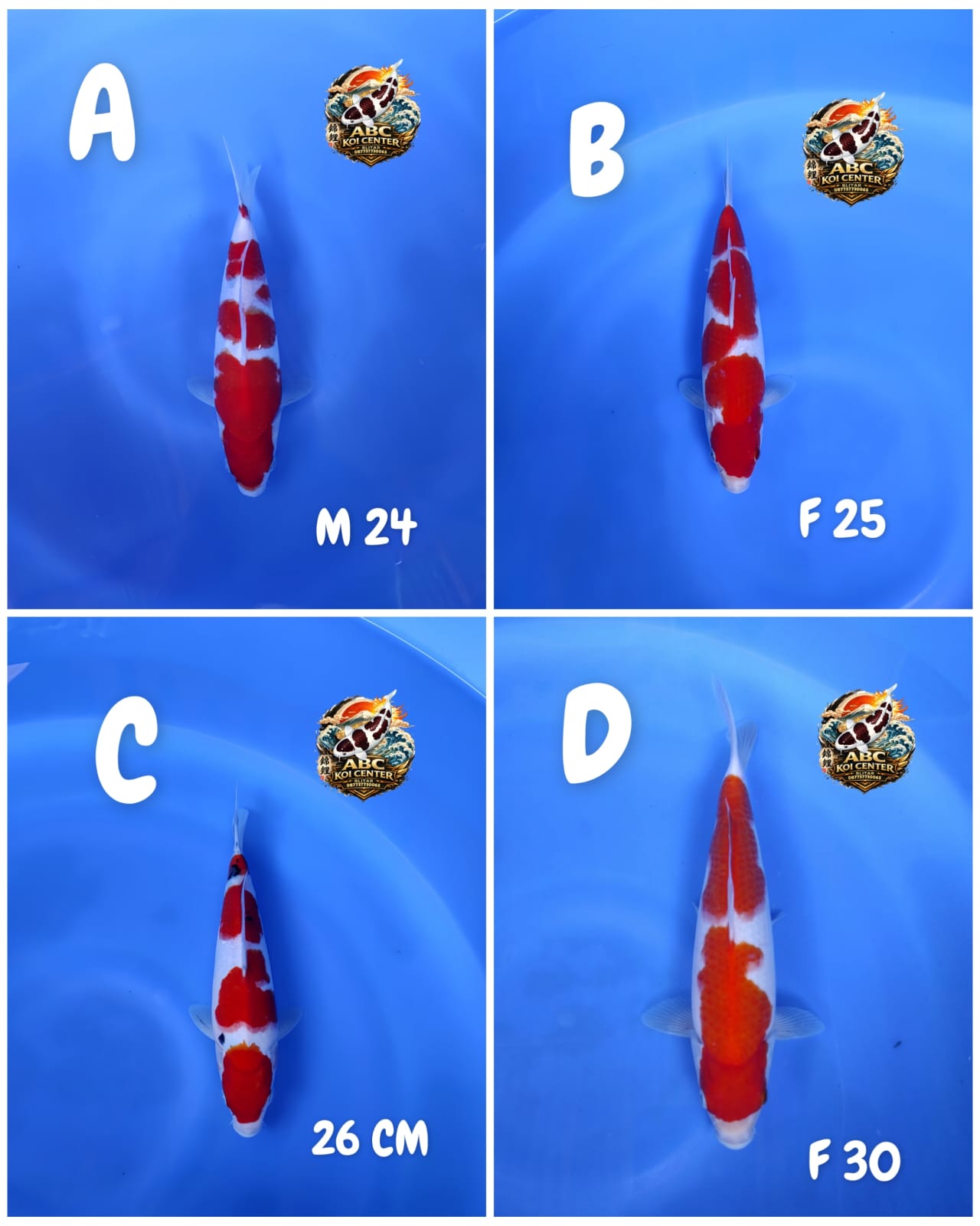 Lelang Koi Online, Jual Beli Ikan Koi, Pasar Koi Terbaik, Agen Lelang Koi, Penawaran Koi Berkualitas, Harga Jual Koi, Lelang Ikan Koi Import, Beli Koi Online, Jual Koi Murah, Koi Showroom, Penjual Koi Terpercaya, Lelang Koi Jakarta, Jual Koi Lokal, Koi Kualitas Unggul, Harga Terbaik Koi, Jual Koi Indukan, Lelang Ikan Hias Koi, Pasar Koi Indonesia, Beli Koi Berkualitas Tinggi, Koi Farm Terbesar, Jual Beli Koi Impor, Lelang Ikan Koi Kualitas Premium, Daftar Harga Koi Terbaru, Pusat Jual Beli Koi, Info Lelang Koi Hari Ini.