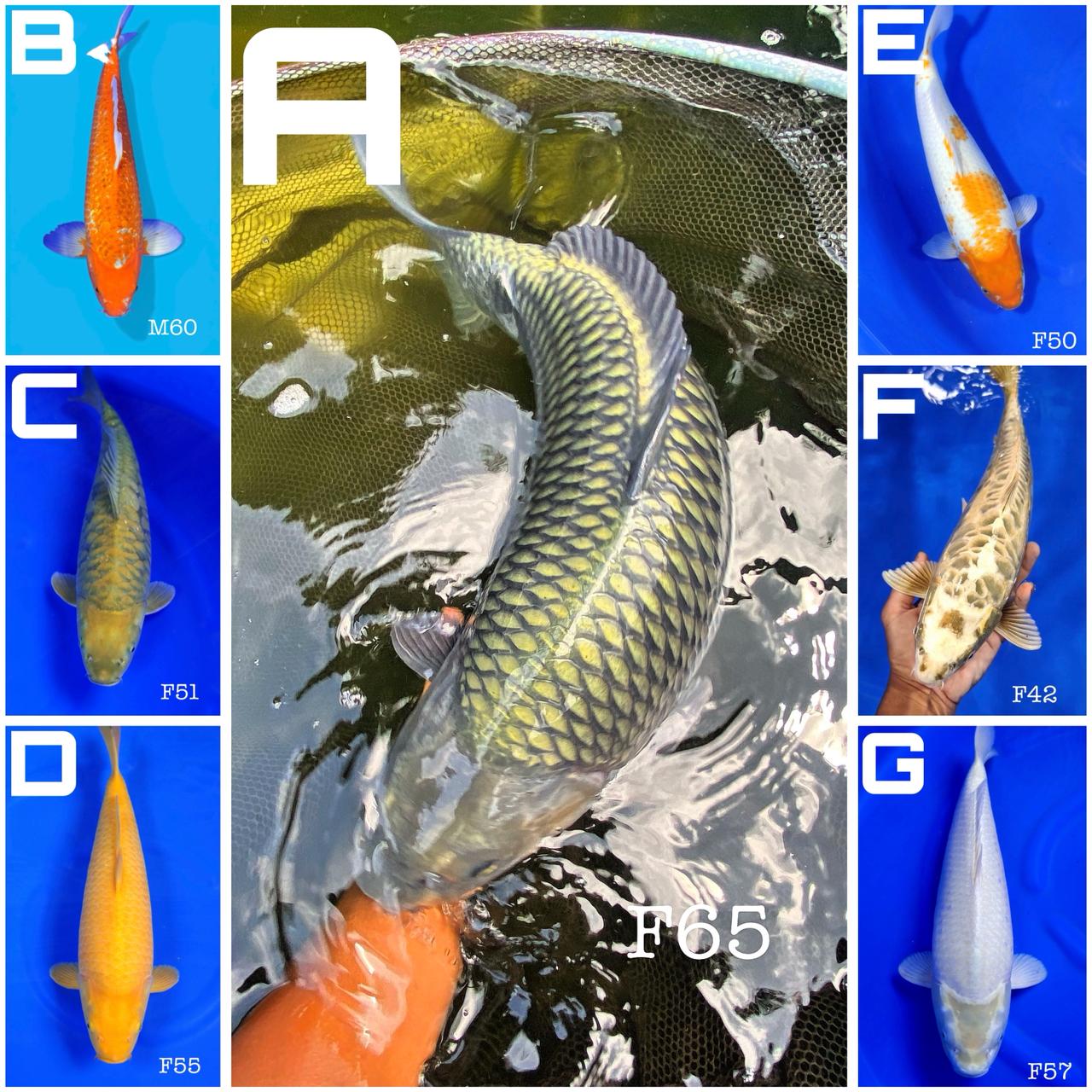 Lelang Koi Online, Jual Beli Ikan Koi, Pasar Koi Terbaik, Agen Lelang Koi, Penawaran Koi Berkualitas, Harga Jual Koi, Lelang Ikan Koi Import, Beli Koi Online, Jual Koi Murah, Koi Showroom, Penjual Koi Terpercaya, Lelang Koi Jakarta, Jual Koi Lokal, Koi Kualitas Unggul, Harga Terbaik Koi, Jual Koi Indukan, Lelang Ikan Hias Koi, Pasar Koi Indonesia, Beli Koi Berkualitas Tinggi, Koi Farm Terbesar, Jual Beli Koi Impor, Lelang Ikan Koi Kualitas Premium, Daftar Harga Koi Terbaru, Pusat Jual Beli Koi, Info Lelang Koi Hari Ini.