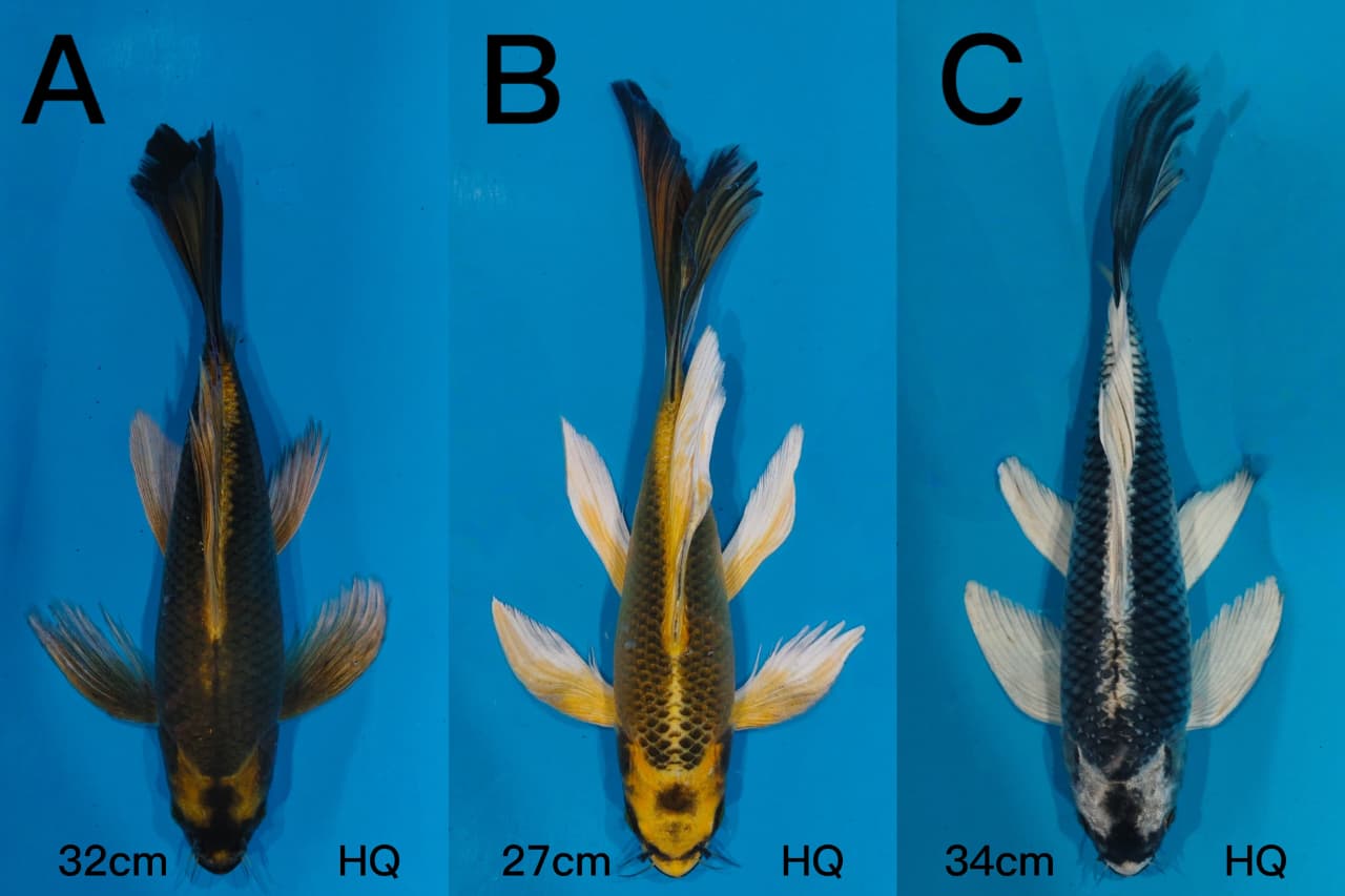 Lelang Koi Online, Jual Beli Ikan Koi, Pasar Koi Terbaik, Agen Lelang Koi, Penawaran Koi Berkualitas, Harga Jual Koi, Lelang Ikan Koi Import, Beli Koi Online, Jual Koi Murah, Koi Showroom, Penjual Koi Terpercaya, Lelang Koi Jakarta, Jual Koi Lokal, Koi Kualitas Unggul, Harga Terbaik Koi, Jual Koi Indukan, Lelang Ikan Hias Koi, Pasar Koi Indonesia, Beli Koi Berkualitas Tinggi, Koi Farm Terbesar, Jual Beli Koi Impor, Lelang Ikan Koi Kualitas Premium, Daftar Harga Koi Terbaru, Pusat Jual Beli Koi, Info Lelang Koi Hari Ini.