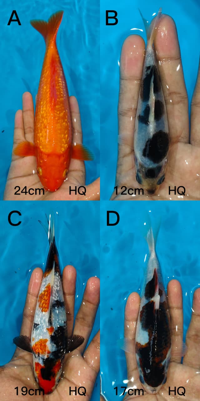 Lelang Koi Online, Jual Beli Ikan Koi, Pasar Koi Terbaik, Agen Lelang Koi, Penawaran Koi Berkualitas, Harga Jual Koi, Lelang Ikan Koi Import, Beli Koi Online, Jual Koi Murah, Koi Showroom, Penjual Koi Terpercaya, Lelang Koi Jakarta, Jual Koi Lokal, Koi Kualitas Unggul, Harga Terbaik Koi, Jual Koi Indukan, Lelang Ikan Hias Koi, Pasar Koi Indonesia, Beli Koi Berkualitas Tinggi, Koi Farm Terbesar, Jual Beli Koi Impor, Lelang Ikan Koi Kualitas Premium, Daftar Harga Koi Terbaru, Pusat Jual Beli Koi, Info Lelang Koi Hari Ini.