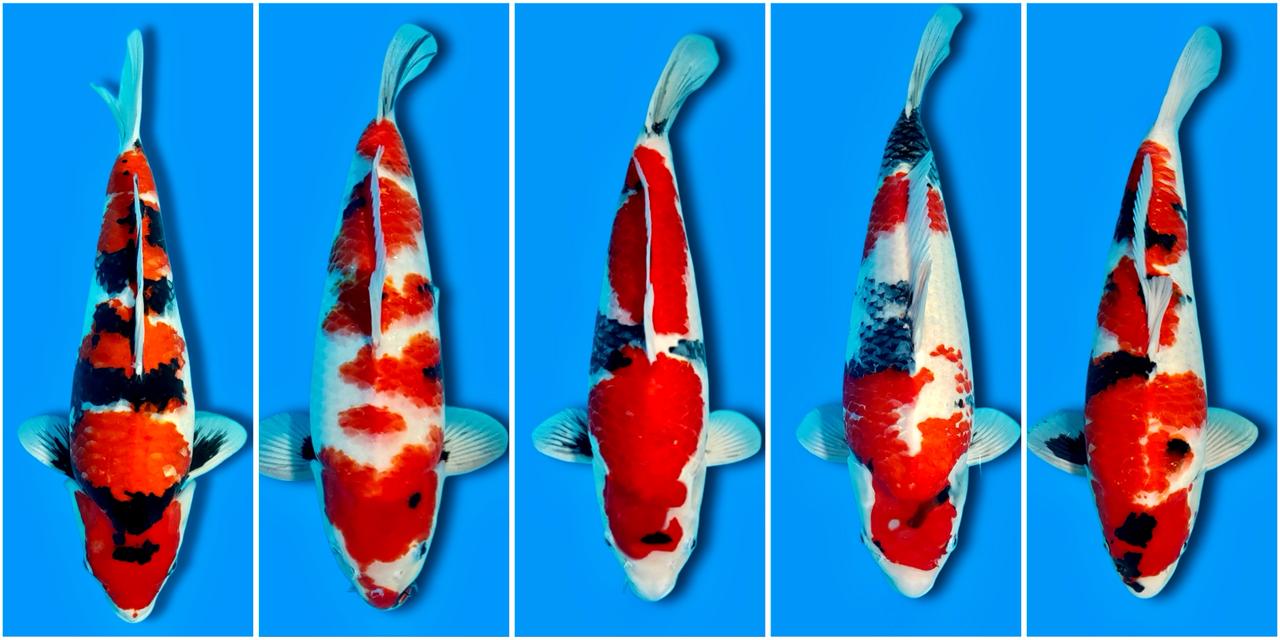 Lelang Koi Online, Jual Beli Ikan Koi, Pasar Koi Terbaik, Agen Lelang Koi, Penawaran Koi Berkualitas, Harga Jual Koi, Lelang Ikan Koi Import, Beli Koi Online, Jual Koi Murah, Koi Showroom, Penjual Koi Terpercaya, Lelang Koi Jakarta, Jual Koi Lokal, Koi Kualitas Unggul, Harga Terbaik Koi, Jual Koi Indukan, Lelang Ikan Hias Koi, Pasar Koi Indonesia, Beli Koi Berkualitas Tinggi, Koi Farm Terbesar, Jual Beli Koi Impor, Lelang Ikan Koi Kualitas Premium, Daftar Harga Koi Terbaru, Pusat Jual Beli Koi, Info Lelang Koi Hari Ini.