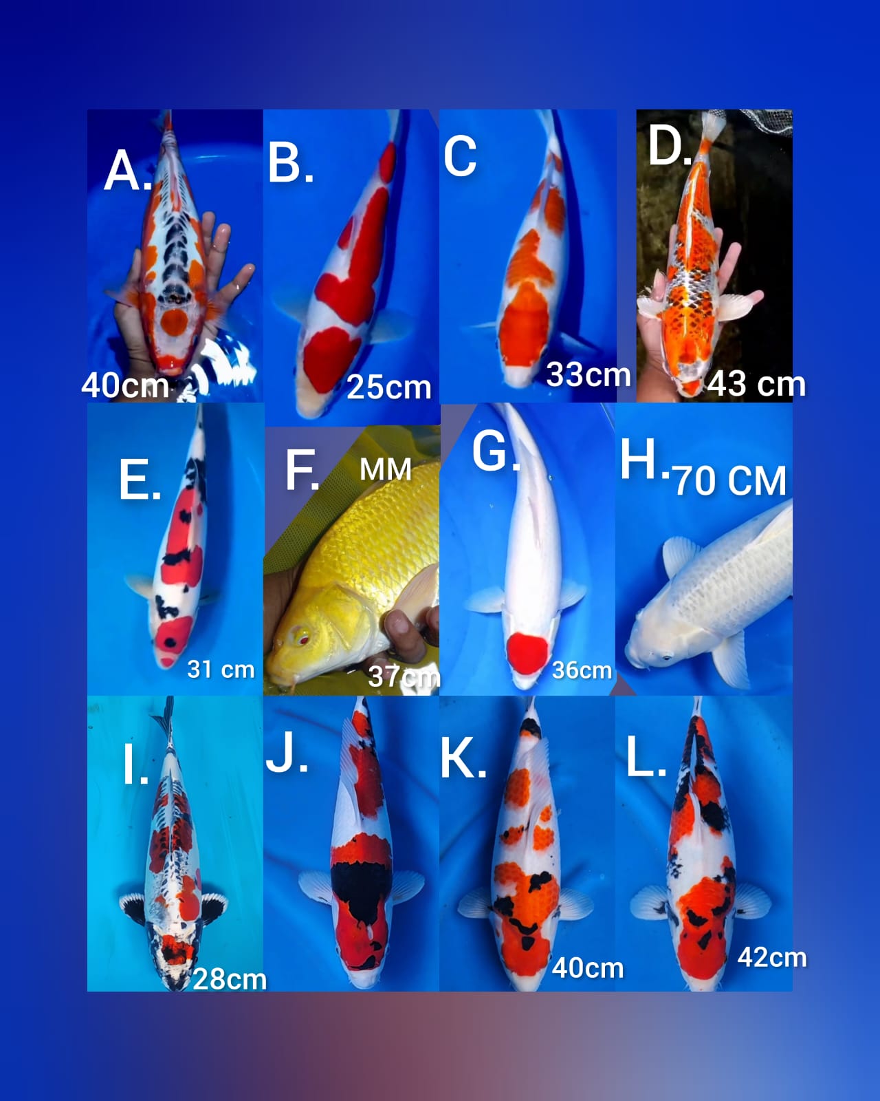 Lelang Koi Online, Jual Beli Ikan Koi, Pasar Koi Terbaik, Agen Lelang Koi, Penawaran Koi Berkualitas, Harga Jual Koi, Lelang Ikan Koi Import, Beli Koi Online, Jual Koi Murah, Koi Showroom, Penjual Koi Terpercaya, Lelang Koi Jakarta, Jual Koi Lokal, Koi Kualitas Unggul, Harga Terbaik Koi, Jual Koi Indukan, Lelang Ikan Hias Koi, Pasar Koi Indonesia, Beli Koi Berkualitas Tinggi, Koi Farm Terbesar, Jual Beli Koi Impor, Lelang Ikan Koi Kualitas Premium, Daftar Harga Koi Terbaru, Pusat Jual Beli Koi, Info Lelang Koi Hari Ini.