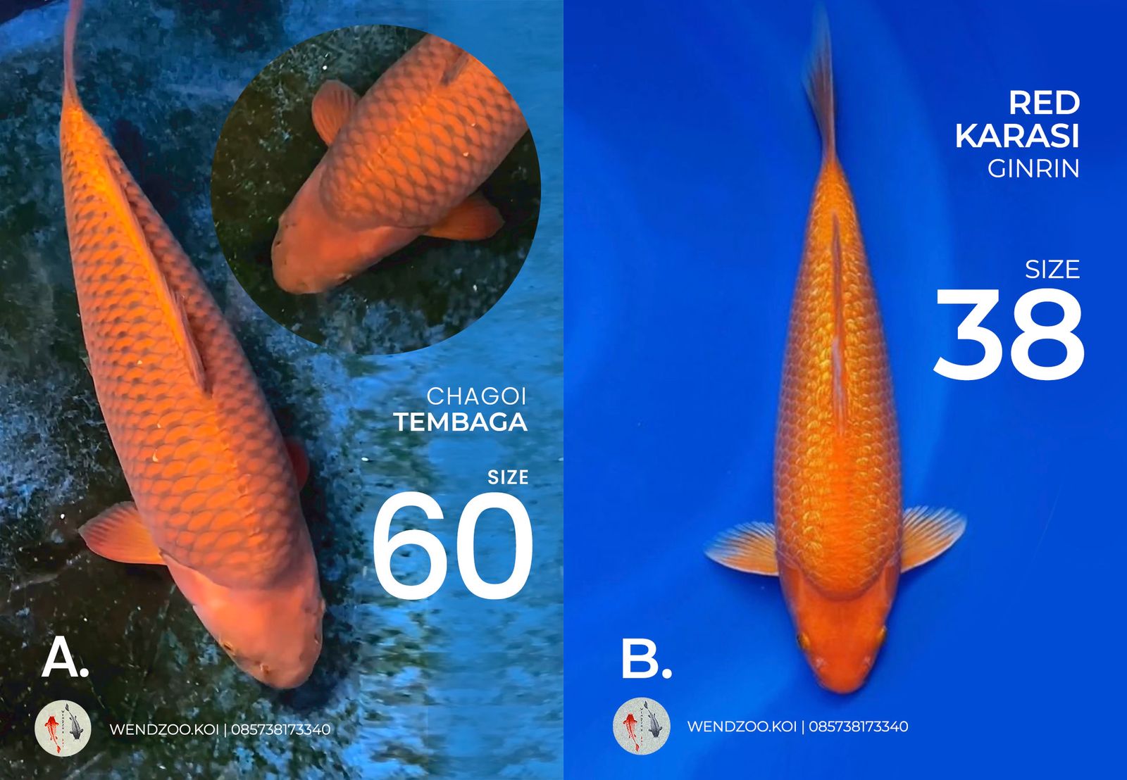 Lelang Koi Online, Jual Beli Ikan Koi, Pasar Koi Terbaik, Agen Lelang Koi, Penawaran Koi Berkualitas, Harga Jual Koi, Lelang Ikan Koi Import, Beli Koi Online, Jual Koi Murah, Koi Showroom, Penjual Koi Terpercaya, Lelang Koi Jakarta, Jual Koi Lokal, Koi Kualitas Unggul, Harga Terbaik Koi, Jual Koi Indukan, Lelang Ikan Hias Koi, Pasar Koi Indonesia, Beli Koi Berkualitas Tinggi, Koi Farm Terbesar, Jual Beli Koi Impor, Lelang Ikan Koi Kualitas Premium, Daftar Harga Koi Terbaru, Pusat Jual Beli Koi, Info Lelang Koi Hari Ini.