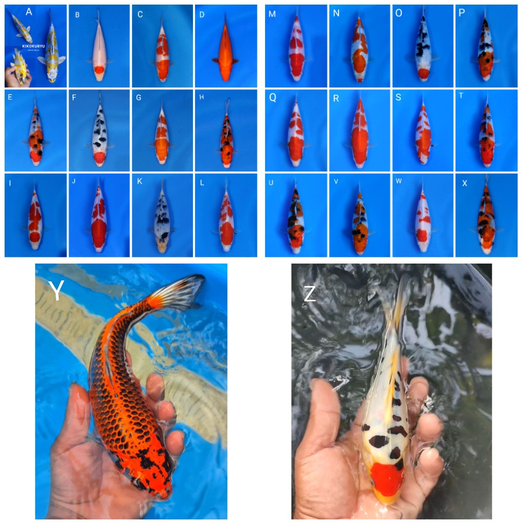 Lelang Koi Online, Jual Beli Ikan Koi, Pasar Koi Terbaik, Agen Lelang Koi, Penawaran Koi Berkualitas, Harga Jual Koi, Lelang Ikan Koi Import, Beli Koi Online, Jual Koi Murah, Koi Showroom, Penjual Koi Terpercaya, Lelang Koi Jakarta, Jual Koi Lokal, Koi Kualitas Unggul, Harga Terbaik Koi, Jual Koi Indukan, Lelang Ikan Hias Koi, Pasar Koi Indonesia, Beli Koi Berkualitas Tinggi, Koi Farm Terbesar, Jual Beli Koi Impor, Lelang Ikan Koi Kualitas Premium, Daftar Harga Koi Terbaru, Pusat Jual Beli Koi, Info Lelang Koi Hari Ini.