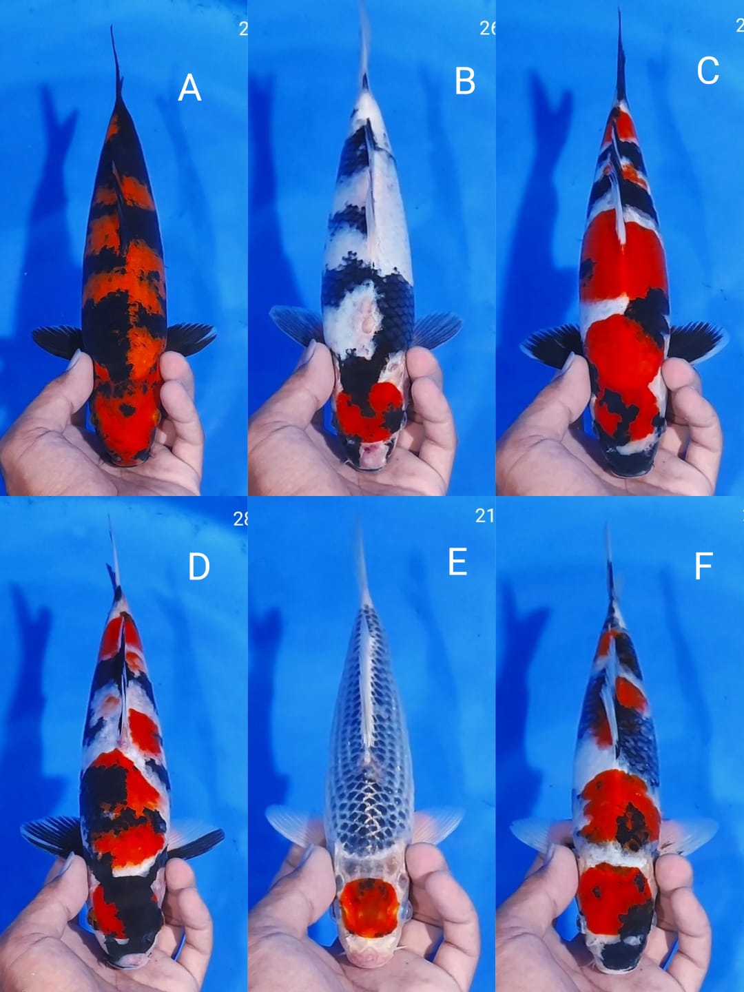 Lelang Koi Online, Jual Beli Ikan Koi, Pasar Koi Terbaik, Agen Lelang Koi, Penawaran Koi Berkualitas, Harga Jual Koi, Lelang Ikan Koi Import, Beli Koi Online, Jual Koi Murah, Koi Showroom, Penjual Koi Terpercaya, Lelang Koi Jakarta, Jual Koi Lokal, Koi Kualitas Unggul, Harga Terbaik Koi, Jual Koi Indukan, Lelang Ikan Hias Koi, Pasar Koi Indonesia, Beli Koi Berkualitas Tinggi, Koi Farm Terbesar, Jual Beli Koi Impor, Lelang Ikan Koi Kualitas Premium, Daftar Harga Koi Terbaru, Pusat Jual Beli Koi, Info Lelang Koi Hari Ini.