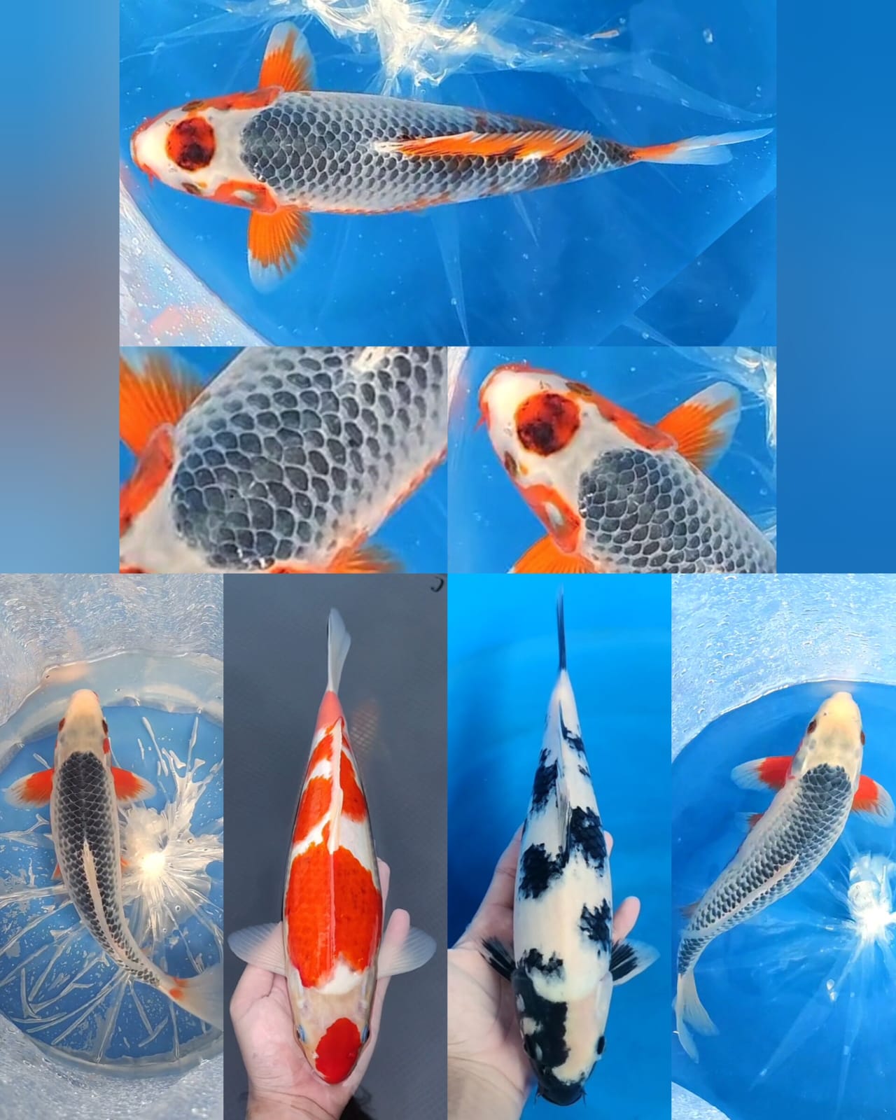 Lelang Koi Online, Jual Beli Ikan Koi, Pasar Koi Terbaik, Agen Lelang Koi, Penawaran Koi Berkualitas, Harga Jual Koi, Lelang Ikan Koi Import, Beli Koi Online, Jual Koi Murah, Koi Showroom, Penjual Koi Terpercaya, Lelang Koi Jakarta, Jual Koi Lokal, Koi Kualitas Unggul, Harga Terbaik Koi, Jual Koi Indukan, Lelang Ikan Hias Koi, Pasar Koi Indonesia, Beli Koi Berkualitas Tinggi, Koi Farm Terbesar, Jual Beli Koi Impor, Lelang Ikan Koi Kualitas Premium, Daftar Harga Koi Terbaru, Pusat Jual Beli Koi, Info Lelang Koi Hari Ini.