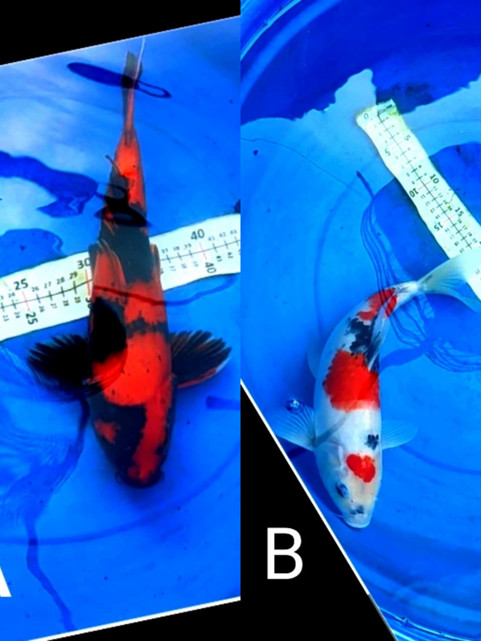 Lelang Koi Online, Jual Beli Ikan Koi, Pasar Koi Terbaik, Agen Lelang Koi, Penawaran Koi Berkualitas, Harga Jual Koi, Lelang Ikan Koi Import, Beli Koi Online, Jual Koi Murah, Koi Showroom, Penjual Koi Terpercaya, Lelang Koi Jakarta, Jual Koi Lokal, Koi Kualitas Unggul, Harga Terbaik Koi, Jual Koi Indukan, Lelang Ikan Hias Koi, Pasar Koi Indonesia, Beli Koi Berkualitas Tinggi, Koi Farm Terbesar, Jual Beli Koi Impor, Lelang Ikan Koi Kualitas Premium, Daftar Harga Koi Terbaru, Pusat Jual Beli Koi, Info Lelang Koi Hari Ini.