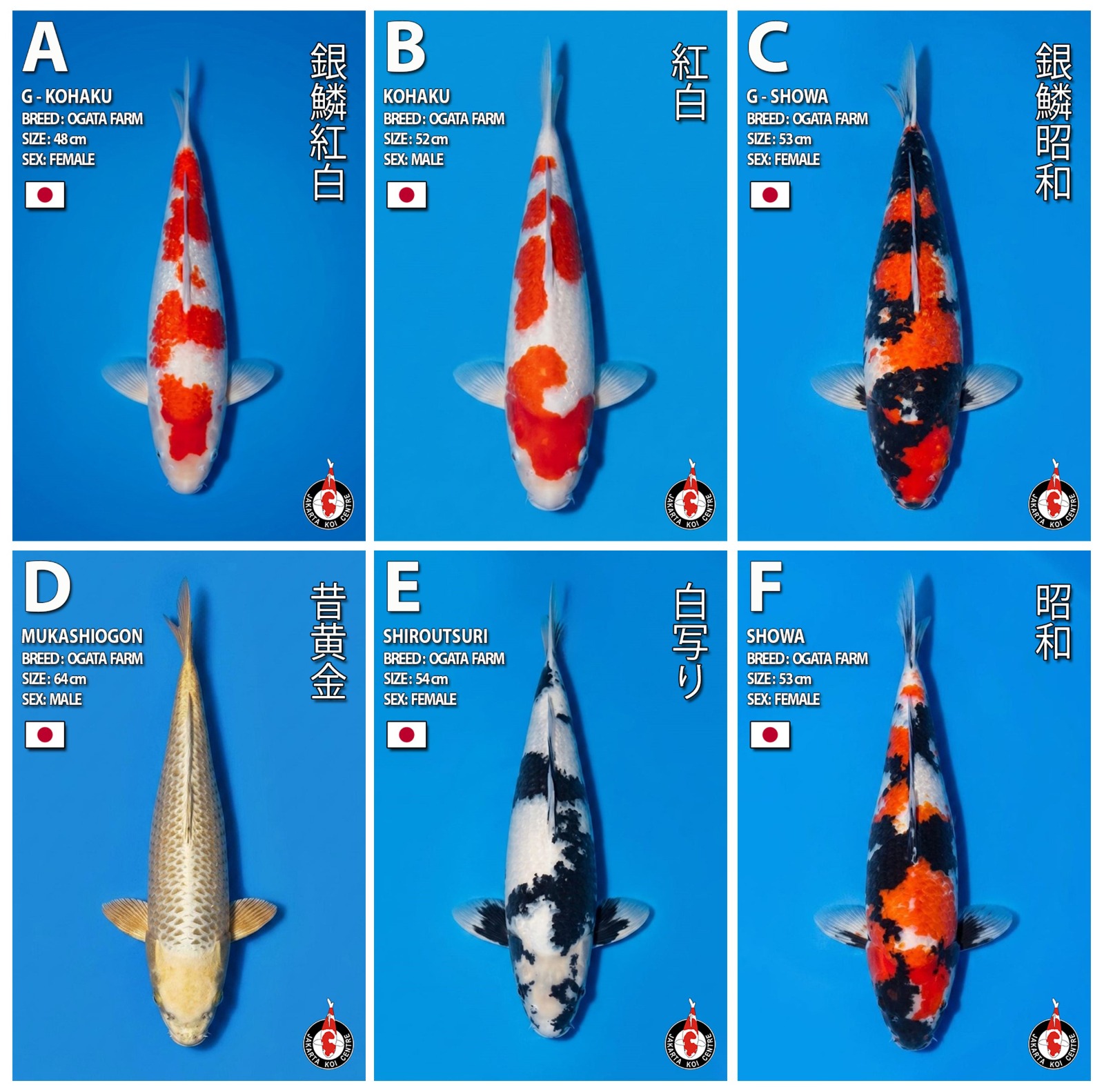 Lelang Koi Online, Jual Beli Ikan Koi, Pasar Koi Terbaik, Agen Lelang Koi, Penawaran Koi Berkualitas, Harga Jual Koi, Lelang Ikan Koi Import, Beli Koi Online, Jual Koi Murah, Koi Showroom, Penjual Koi Terpercaya, Lelang Koi Jakarta, Jual Koi Lokal, Koi Kualitas Unggul, Harga Terbaik Koi, Jual Koi Indukan, Lelang Ikan Hias Koi, Pasar Koi Indonesia, Beli Koi Berkualitas Tinggi, Koi Farm Terbesar, Jual Beli Koi Impor, Lelang Ikan Koi Kualitas Premium, Daftar Harga Koi Terbaru, Pusat Jual Beli Koi, Info Lelang Koi Hari Ini.