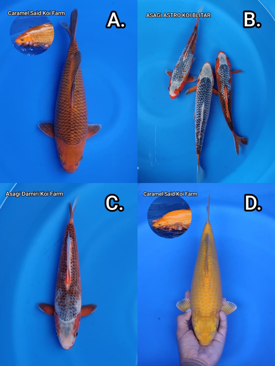 Lelang Koi Online, Jual Beli Ikan Koi, Pasar Koi Terbaik, Agen Lelang Koi, Penawaran Koi Berkualitas, Harga Jual Koi, Lelang Ikan Koi Import, Beli Koi Online, Jual Koi Murah, Koi Showroom, Penjual Koi Terpercaya, Lelang Koi Jakarta, Jual Koi Lokal, Koi Kualitas Unggul, Harga Terbaik Koi, Jual Koi Indukan, Lelang Ikan Hias Koi, Pasar Koi Indonesia, Beli Koi Berkualitas Tinggi, Koi Farm Terbesar, Jual Beli Koi Impor, Lelang Ikan Koi Kualitas Premium, Daftar Harga Koi Terbaru, Pusat Jual Beli Koi, Info Lelang Koi Hari Ini.