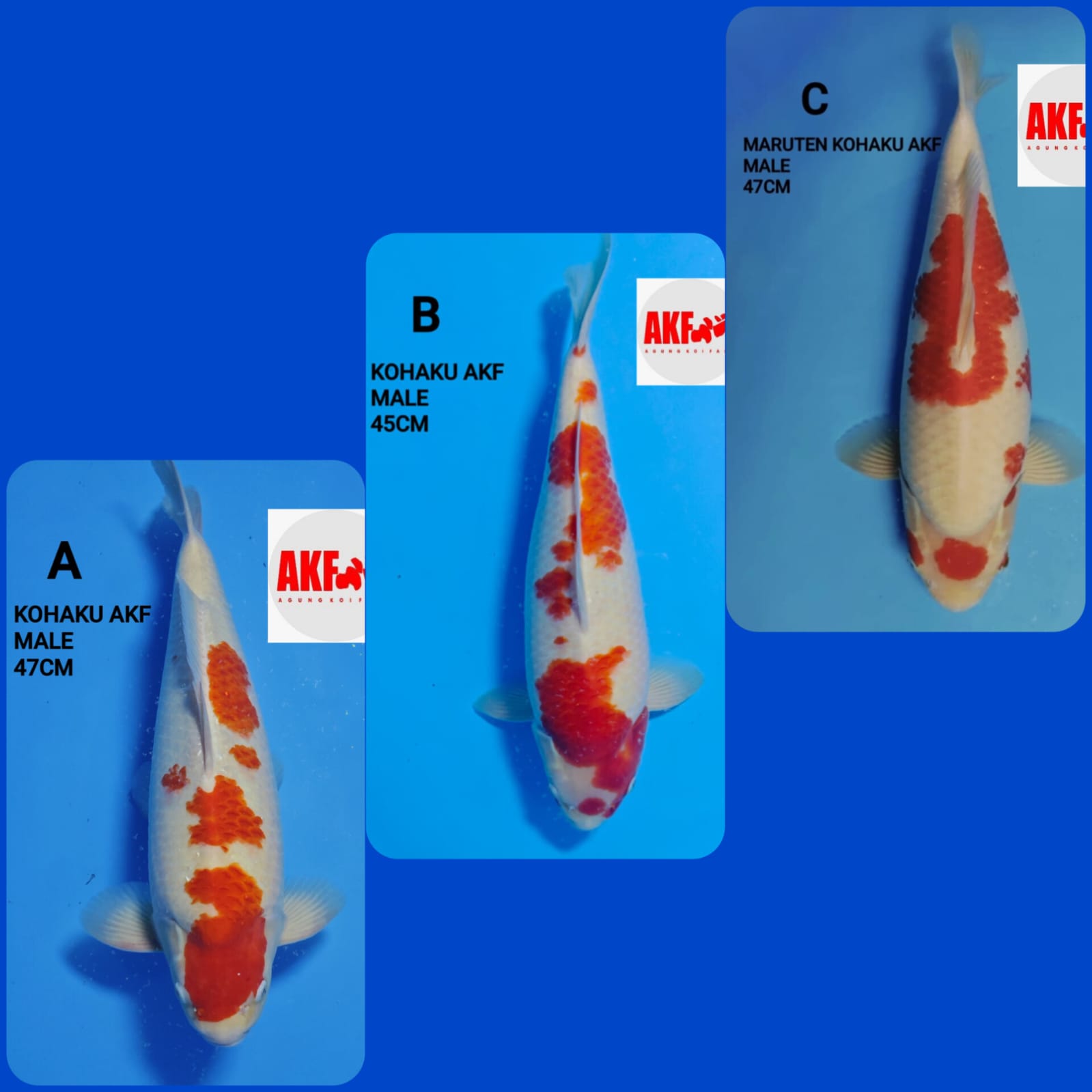 Lelang Koi Online, Jual Beli Ikan Koi, Pasar Koi Terbaik, Agen Lelang Koi, Penawaran Koi Berkualitas, Harga Jual Koi, Lelang Ikan Koi Import, Beli Koi Online, Jual Koi Murah, Koi Showroom, Penjual Koi Terpercaya, Lelang Koi Jakarta, Jual Koi Lokal, Koi Kualitas Unggul, Harga Terbaik Koi, Jual Koi Indukan, Lelang Ikan Hias Koi, Pasar Koi Indonesia, Beli Koi Berkualitas Tinggi, Koi Farm Terbesar, Jual Beli Koi Impor, Lelang Ikan Koi Kualitas Premium, Daftar Harga Koi Terbaru, Pusat Jual Beli Koi, Info Lelang Koi Hari Ini.