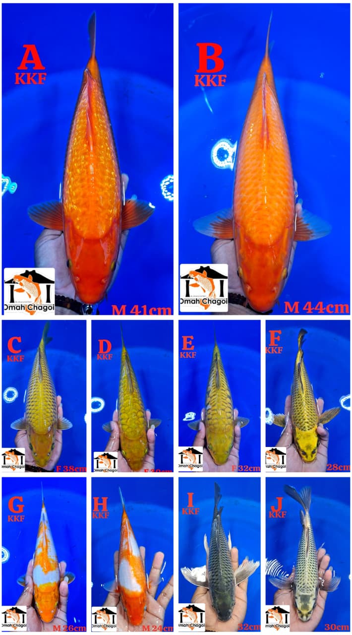 Lelang Koi Online, Jual Beli Ikan Koi, Pasar Koi Terbaik, Agen Lelang Koi, Penawaran Koi Berkualitas, Harga Jual Koi, Lelang Ikan Koi Import, Beli Koi Online, Jual Koi Murah, Koi Showroom, Penjual Koi Terpercaya, Lelang Koi Jakarta, Jual Koi Lokal, Koi Kualitas Unggul, Harga Terbaik Koi, Jual Koi Indukan, Lelang Ikan Hias Koi, Pasar Koi Indonesia, Beli Koi Berkualitas Tinggi, Koi Farm Terbesar, Jual Beli Koi Impor, Lelang Ikan Koi Kualitas Premium, Daftar Harga Koi Terbaru, Pusat Jual Beli Koi, Info Lelang Koi Hari Ini.