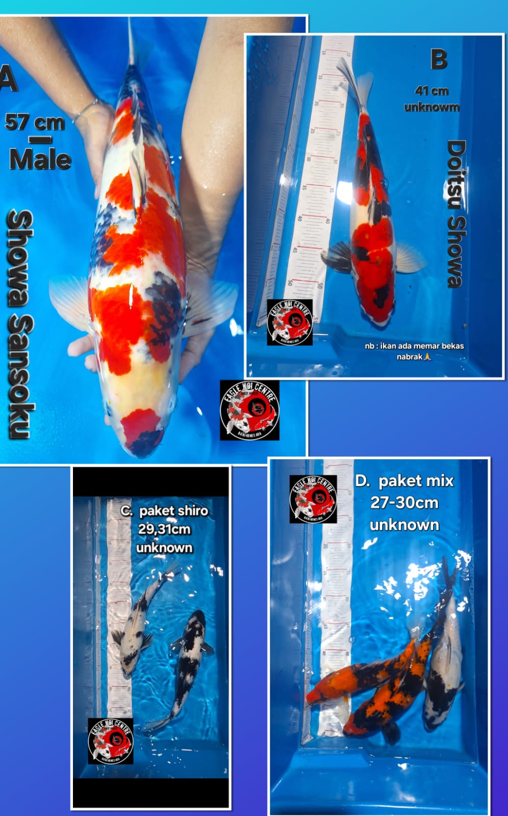 Lelang Koi Online, Jual Beli Ikan Koi, Pasar Koi Terbaik, Agen Lelang Koi, Penawaran Koi Berkualitas, Harga Jual Koi, Lelang Ikan Koi Import, Beli Koi Online, Jual Koi Murah, Koi Showroom, Penjual Koi Terpercaya, Lelang Koi Jakarta, Jual Koi Lokal, Koi Kualitas Unggul, Harga Terbaik Koi, Jual Koi Indukan, Lelang Ikan Hias Koi, Pasar Koi Indonesia, Beli Koi Berkualitas Tinggi, Koi Farm Terbesar, Jual Beli Koi Impor, Lelang Ikan Koi Kualitas Premium, Daftar Harga Koi Terbaru, Pusat Jual Beli Koi, Info Lelang Koi Hari Ini.