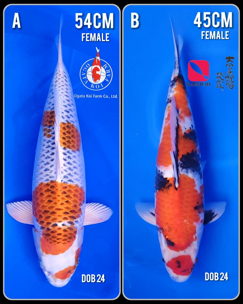 Lelang Koi Online, Jual Beli Ikan Koi, Pasar Koi Terbaik, Agen Lelang Koi, Penawaran Koi Berkualitas, Harga Jual Koi, Lelang Ikan Koi Import, Beli Koi Online, Jual Koi Murah, Koi Showroom, Penjual Koi Terpercaya, Lelang Koi Jakarta, Jual Koi Lokal, Koi Kualitas Unggul, Harga Terbaik Koi, Jual Koi Indukan, Lelang Ikan Hias Koi, Pasar Koi Indonesia, Beli Koi Berkualitas Tinggi, Koi Farm Terbesar, Jual Beli Koi Impor, Lelang Ikan Koi Kualitas Premium, Daftar Harga Koi Terbaru, Pusat Jual Beli Koi, Info Lelang Koi Hari Ini.