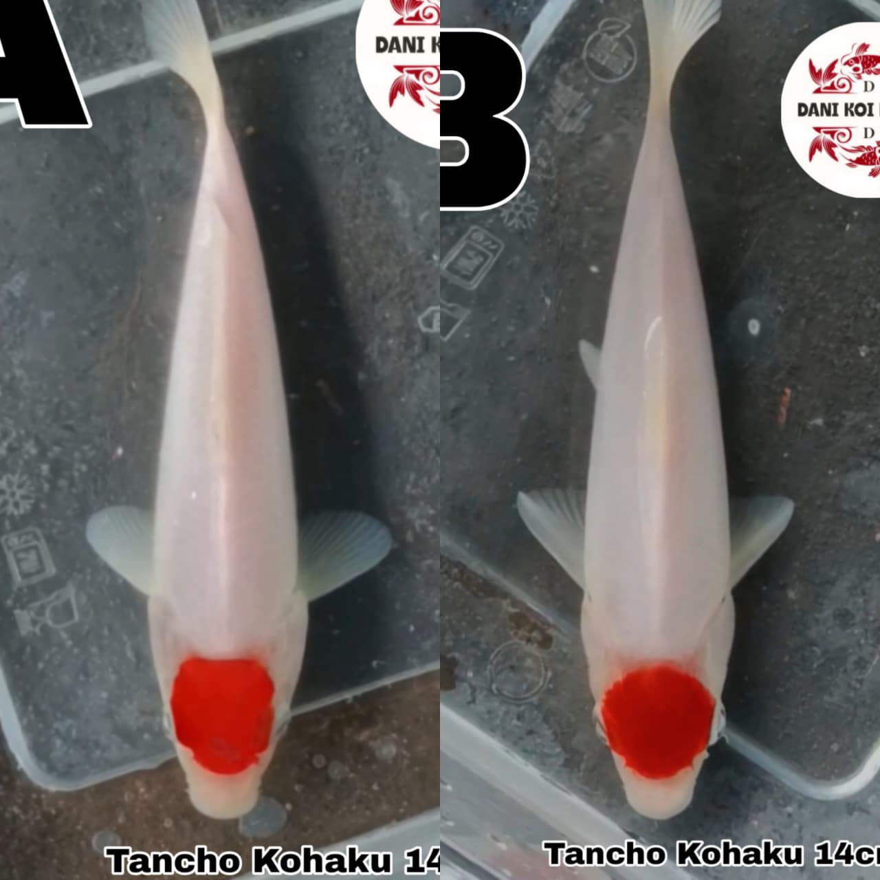 Lelang Koi Online, Jual Beli Ikan Koi, Pasar Koi Terbaik, Agen Lelang Koi, Penawaran Koi Berkualitas, Harga Jual Koi, Lelang Ikan Koi Import, Beli Koi Online, Jual Koi Murah, Koi Showroom, Penjual Koi Terpercaya, Lelang Koi Jakarta, Jual Koi Lokal, Koi Kualitas Unggul, Harga Terbaik Koi, Jual Koi Indukan, Lelang Ikan Hias Koi, Pasar Koi Indonesia, Beli Koi Berkualitas Tinggi, Koi Farm Terbesar, Jual Beli Koi Impor, Lelang Ikan Koi Kualitas Premium, Daftar Harga Koi Terbaru, Pusat Jual Beli Koi, Info Lelang Koi Hari Ini.