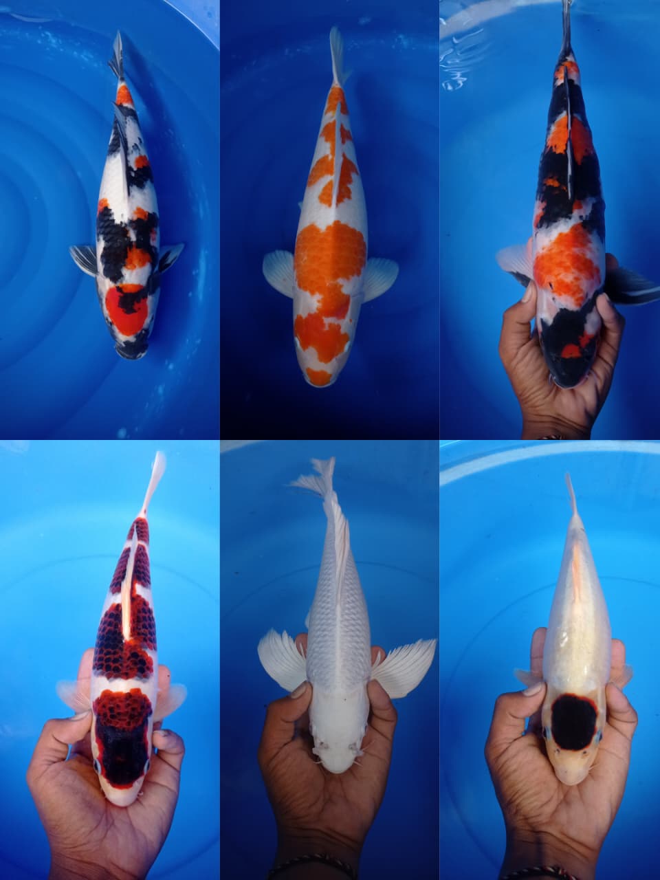 Lelang Koi Online, Jual Beli Ikan Koi, Pasar Koi Terbaik, Agen Lelang Koi, Penawaran Koi Berkualitas, Harga Jual Koi, Lelang Ikan Koi Import, Beli Koi Online, Jual Koi Murah, Koi Showroom, Penjual Koi Terpercaya, Lelang Koi Jakarta, Jual Koi Lokal, Koi Kualitas Unggul, Harga Terbaik Koi, Jual Koi Indukan, Lelang Ikan Hias Koi, Pasar Koi Indonesia, Beli Koi Berkualitas Tinggi, Koi Farm Terbesar, Jual Beli Koi Impor, Lelang Ikan Koi Kualitas Premium, Daftar Harga Koi Terbaru, Pusat Jual Beli Koi, Info Lelang Koi Hari Ini.