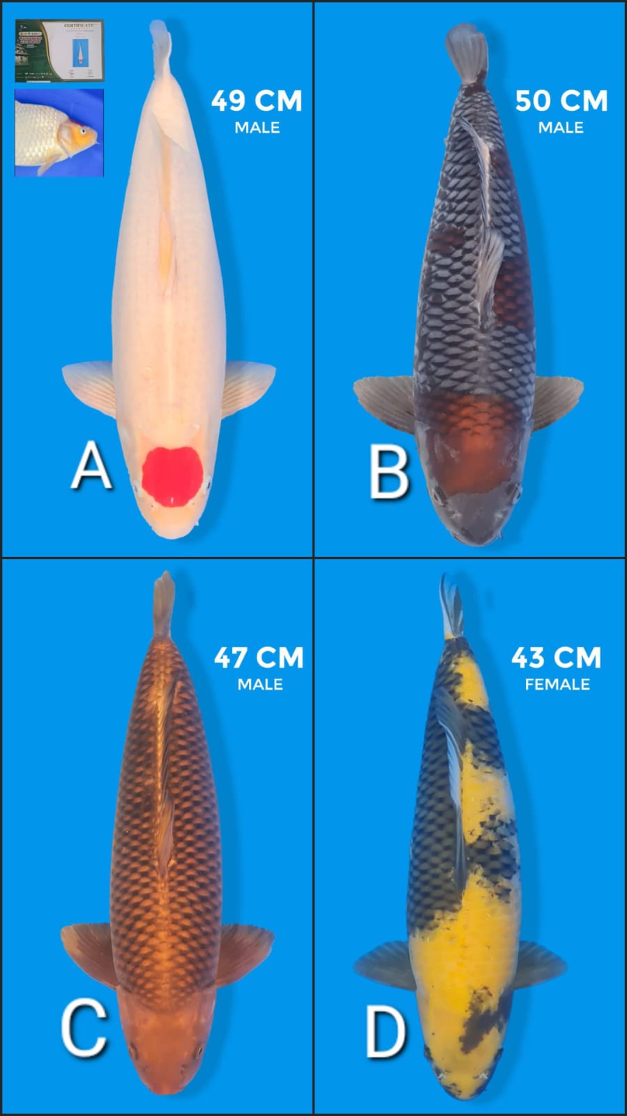 Lelang Koi Online, Jual Beli Ikan Koi, Pasar Koi Terbaik, Agen Lelang Koi, Penawaran Koi Berkualitas, Harga Jual Koi, Lelang Ikan Koi Import, Beli Koi Online, Jual Koi Murah, Koi Showroom, Penjual Koi Terpercaya, Lelang Koi Jakarta, Jual Koi Lokal, Koi Kualitas Unggul, Harga Terbaik Koi, Jual Koi Indukan, Lelang Ikan Hias Koi, Pasar Koi Indonesia, Beli Koi Berkualitas Tinggi, Koi Farm Terbesar, Jual Beli Koi Impor, Lelang Ikan Koi Kualitas Premium, Daftar Harga Koi Terbaru, Pusat Jual Beli Koi, Info Lelang Koi Hari Ini.