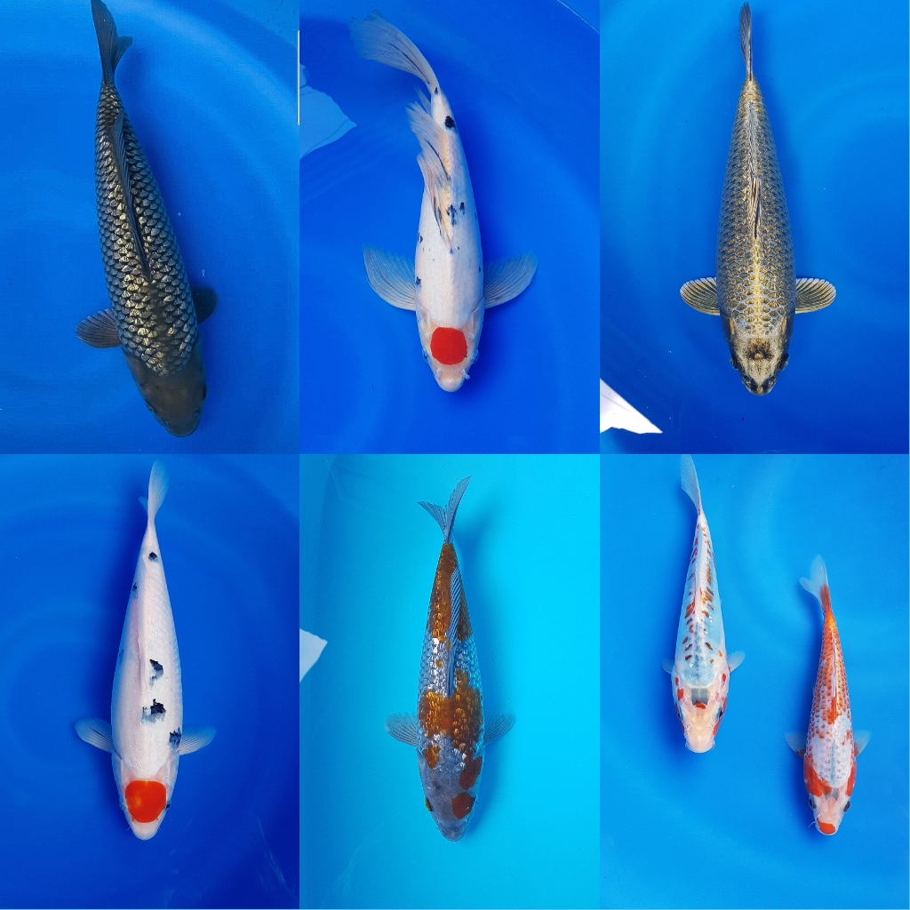 Lelang Koi Online, Jual Beli Ikan Koi, Pasar Koi Terbaik, Agen Lelang Koi, Penawaran Koi Berkualitas, Harga Jual Koi, Lelang Ikan Koi Import, Beli Koi Online, Jual Koi Murah, Koi Showroom, Penjual Koi Terpercaya, Lelang Koi Jakarta, Jual Koi Lokal, Koi Kualitas Unggul, Harga Terbaik Koi, Jual Koi Indukan, Lelang Ikan Hias Koi, Pasar Koi Indonesia, Beli Koi Berkualitas Tinggi, Koi Farm Terbesar, Jual Beli Koi Impor, Lelang Ikan Koi Kualitas Premium, Daftar Harga Koi Terbaru, Pusat Jual Beli Koi, Info Lelang Koi Hari Ini.