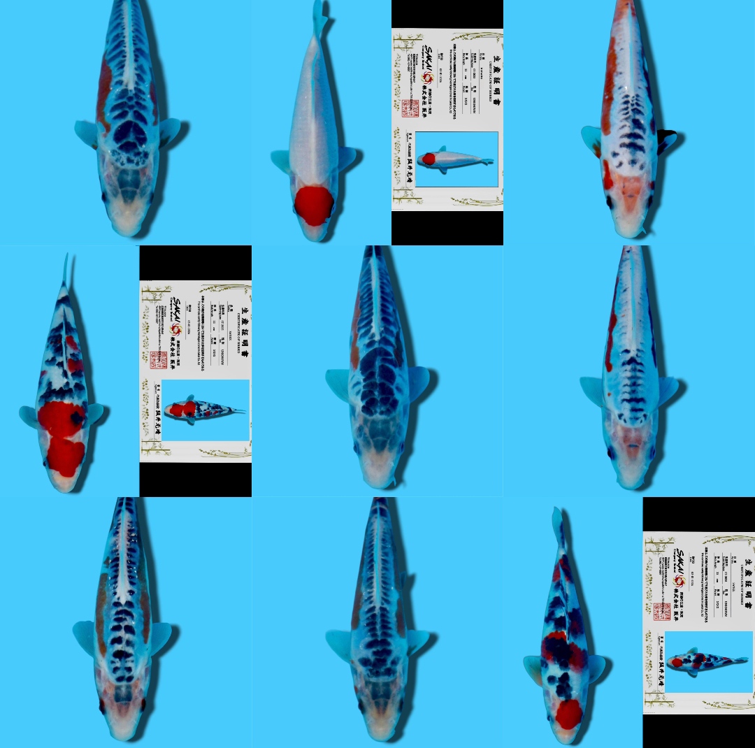 Lelang Koi Online, Jual Beli Ikan Koi, Pasar Koi Terbaik, Agen Lelang Koi, Penawaran Koi Berkualitas, Harga Jual Koi, Lelang Ikan Koi Import, Beli Koi Online, Jual Koi Murah, Koi Showroom, Penjual Koi Terpercaya, Lelang Koi Jakarta, Jual Koi Lokal, Koi Kualitas Unggul, Harga Terbaik Koi, Jual Koi Indukan, Lelang Ikan Hias Koi, Pasar Koi Indonesia, Beli Koi Berkualitas Tinggi, Koi Farm Terbesar, Jual Beli Koi Impor, Lelang Ikan Koi Kualitas Premium, Daftar Harga Koi Terbaru, Pusat Jual Beli Koi, Info Lelang Koi Hari Ini.