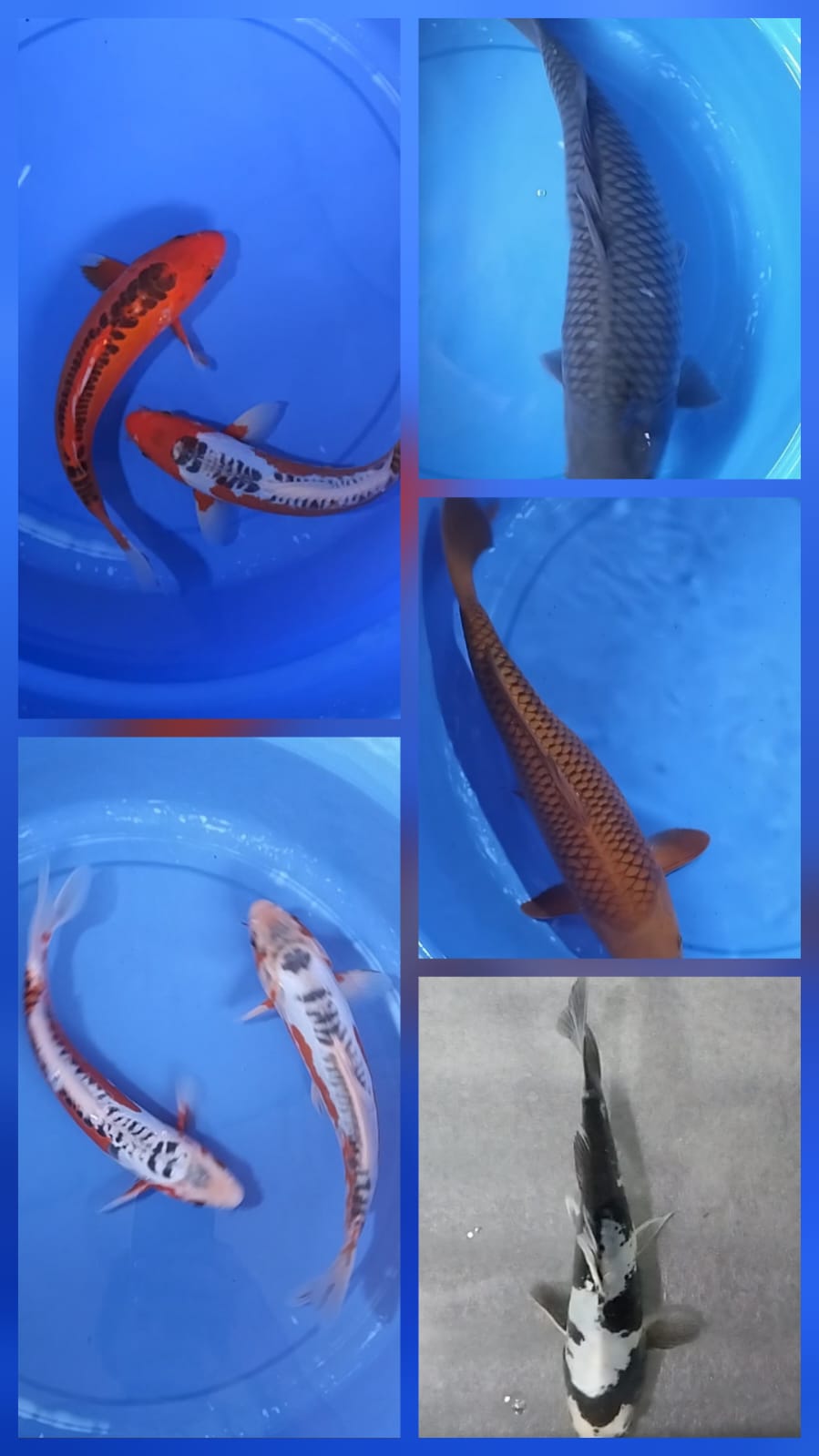 Lelang Koi Online, Jual Beli Ikan Koi, Pasar Koi Terbaik, Agen Lelang Koi, Penawaran Koi Berkualitas, Harga Jual Koi, Lelang Ikan Koi Import, Beli Koi Online, Jual Koi Murah, Koi Showroom, Penjual Koi Terpercaya, Lelang Koi Jakarta, Jual Koi Lokal, Koi Kualitas Unggul, Harga Terbaik Koi, Jual Koi Indukan, Lelang Ikan Hias Koi, Pasar Koi Indonesia, Beli Koi Berkualitas Tinggi, Koi Farm Terbesar, Jual Beli Koi Impor, Lelang Ikan Koi Kualitas Premium, Daftar Harga Koi Terbaru, Pusat Jual Beli Koi, Info Lelang Koi Hari Ini.