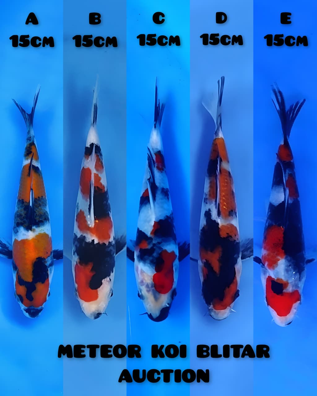 Lelang Koi Online, Jual Beli Ikan Koi, Pasar Koi Terbaik, Agen Lelang Koi, Penawaran Koi Berkualitas, Harga Jual Koi, Lelang Ikan Koi Import, Beli Koi Online, Jual Koi Murah, Koi Showroom, Penjual Koi Terpercaya, Lelang Koi Jakarta, Jual Koi Lokal, Koi Kualitas Unggul, Harga Terbaik Koi, Jual Koi Indukan, Lelang Ikan Hias Koi, Pasar Koi Indonesia, Beli Koi Berkualitas Tinggi, Koi Farm Terbesar, Jual Beli Koi Impor, Lelang Ikan Koi Kualitas Premium, Daftar Harga Koi Terbaru, Pusat Jual Beli Koi, Info Lelang Koi Hari Ini.