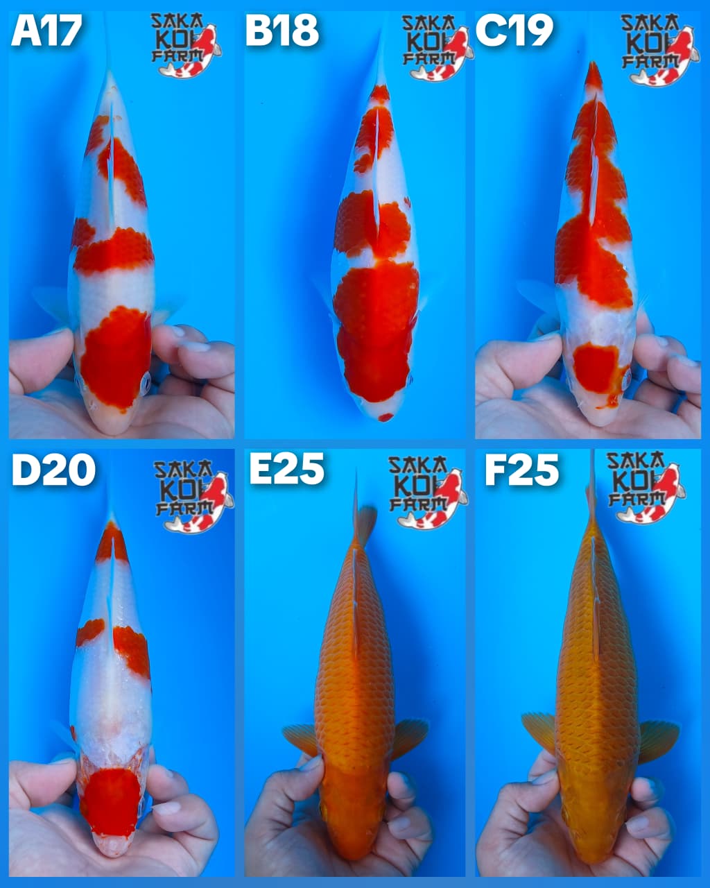 Lelang Koi Online, Jual Beli Ikan Koi, Pasar Koi Terbaik, Agen Lelang Koi, Penawaran Koi Berkualitas, Harga Jual Koi, Lelang Ikan Koi Import, Beli Koi Online, Jual Koi Murah, Koi Showroom, Penjual Koi Terpercaya, Lelang Koi Jakarta, Jual Koi Lokal, Koi Kualitas Unggul, Harga Terbaik Koi, Jual Koi Indukan, Lelang Ikan Hias Koi, Pasar Koi Indonesia, Beli Koi Berkualitas Tinggi, Koi Farm Terbesar, Jual Beli Koi Impor, Lelang Ikan Koi Kualitas Premium, Daftar Harga Koi Terbaru, Pusat Jual Beli Koi, Info Lelang Koi Hari Ini.