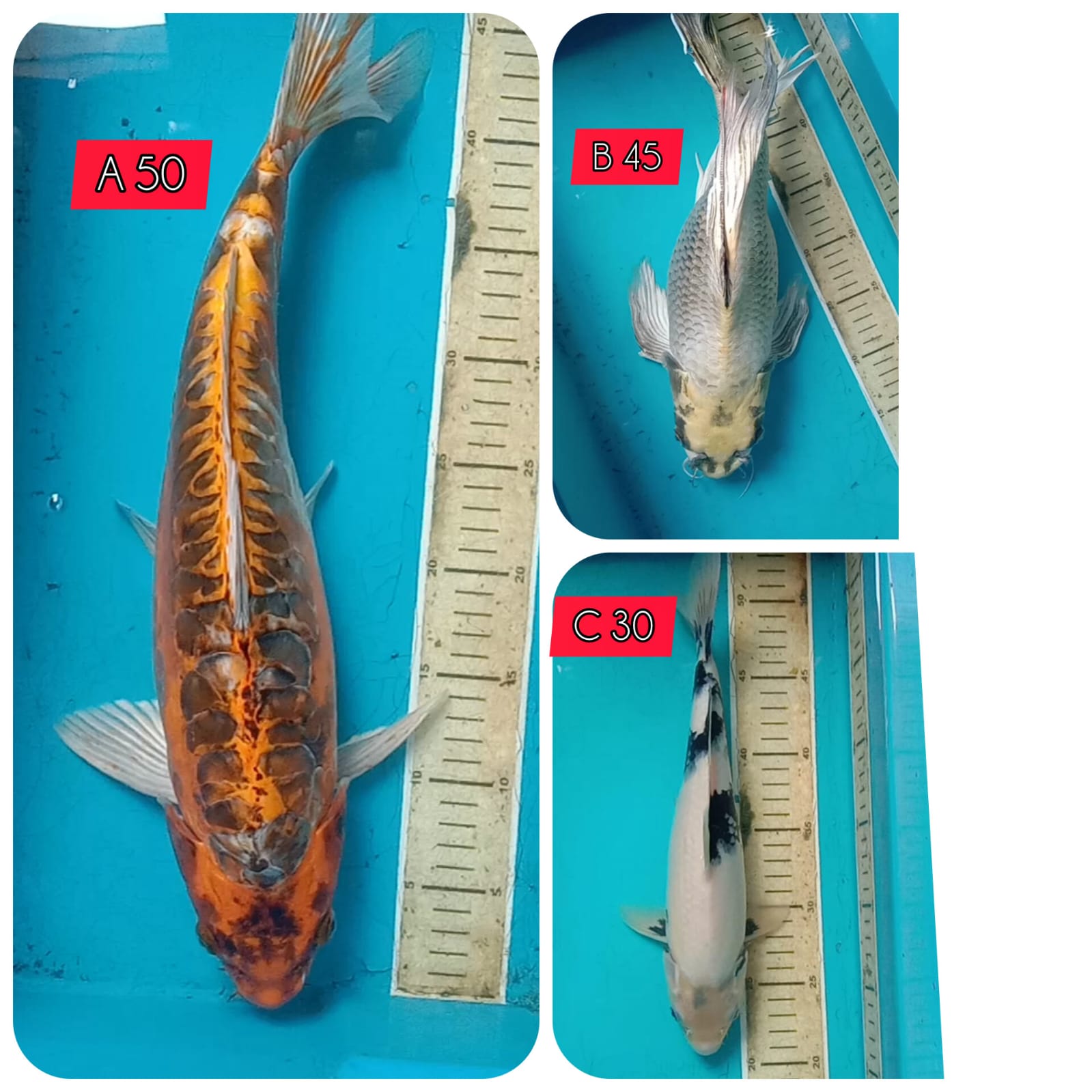 Lelang Koi Online, Jual Beli Ikan Koi, Pasar Koi Terbaik, Agen Lelang Koi, Penawaran Koi Berkualitas, Harga Jual Koi, Lelang Ikan Koi Import, Beli Koi Online, Jual Koi Murah, Koi Showroom, Penjual Koi Terpercaya, Lelang Koi Jakarta, Jual Koi Lokal, Koi Kualitas Unggul, Harga Terbaik Koi, Jual Koi Indukan, Lelang Ikan Hias Koi, Pasar Koi Indonesia, Beli Koi Berkualitas Tinggi, Koi Farm Terbesar, Jual Beli Koi Impor, Lelang Ikan Koi Kualitas Premium, Daftar Harga Koi Terbaru, Pusat Jual Beli Koi, Info Lelang Koi Hari Ini.