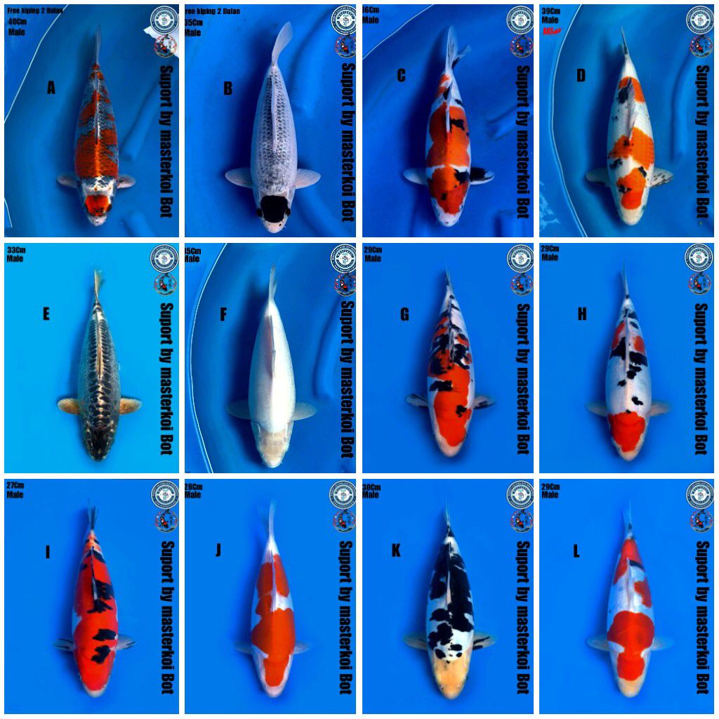 Lelang Koi Online, Jual Beli Ikan Koi, Pasar Koi Terbaik, Agen Lelang Koi, Penawaran Koi Berkualitas, Harga Jual Koi, Lelang Ikan Koi Import, Beli Koi Online, Jual Koi Murah, Koi Showroom, Penjual Koi Terpercaya, Lelang Koi Jakarta, Jual Koi Lokal, Koi Kualitas Unggul, Harga Terbaik Koi, Jual Koi Indukan, Lelang Ikan Hias Koi, Pasar Koi Indonesia, Beli Koi Berkualitas Tinggi, Koi Farm Terbesar, Jual Beli Koi Impor, Lelang Ikan Koi Kualitas Premium, Daftar Harga Koi Terbaru, Pusat Jual Beli Koi, Info Lelang Koi Hari Ini.