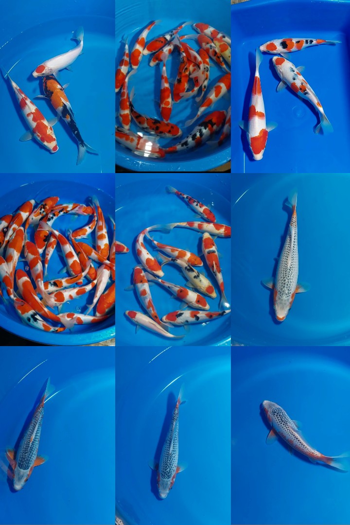 Lelang Koi Online, Jual Beli Ikan Koi, Pasar Koi Terbaik, Agen Lelang Koi, Penawaran Koi Berkualitas, Harga Jual Koi, Lelang Ikan Koi Import, Beli Koi Online, Jual Koi Murah, Koi Showroom, Penjual Koi Terpercaya, Lelang Koi Jakarta, Jual Koi Lokal, Koi Kualitas Unggul, Harga Terbaik Koi, Jual Koi Indukan, Lelang Ikan Hias Koi, Pasar Koi Indonesia, Beli Koi Berkualitas Tinggi, Koi Farm Terbesar, Jual Beli Koi Impor, Lelang Ikan Koi Kualitas Premium, Daftar Harga Koi Terbaru, Pusat Jual Beli Koi, Info Lelang Koi Hari Ini.