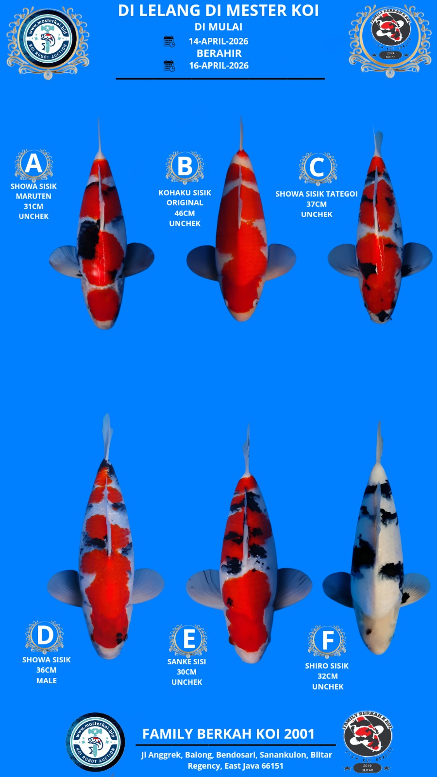 Lelang Koi Online, Jual Beli Ikan Koi, Pasar Koi Terbaik, Agen Lelang Koi, Penawaran Koi Berkualitas, Harga Jual Koi, Lelang Ikan Koi Import, Beli Koi Online, Jual Koi Murah, Koi Showroom, Penjual Koi Terpercaya, Lelang Koi Jakarta, Jual Koi Lokal, Koi Kualitas Unggul, Harga Terbaik Koi, Jual Koi Indukan, Lelang Ikan Hias Koi, Pasar Koi Indonesia, Beli Koi Berkualitas Tinggi, Koi Farm Terbesar, Jual Beli Koi Impor, Lelang Ikan Koi Kualitas Premium, Daftar Harga Koi Terbaru, Pusat Jual Beli Koi, Info Lelang Koi Hari Ini.