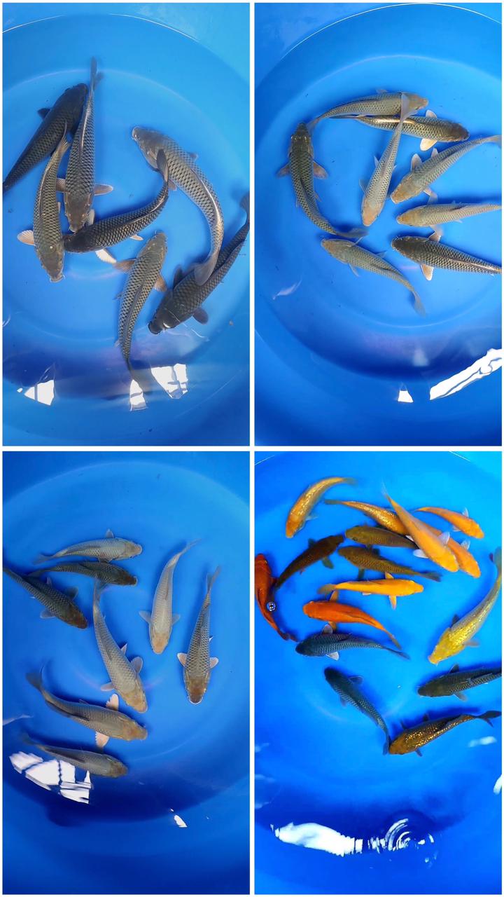 Lelang Koi Online, Jual Beli Ikan Koi, Pasar Koi Terbaik, Agen Lelang Koi, Penawaran Koi Berkualitas, Harga Jual Koi, Lelang Ikan Koi Import, Beli Koi Online, Jual Koi Murah, Koi Showroom, Penjual Koi Terpercaya, Lelang Koi Jakarta, Jual Koi Lokal, Koi Kualitas Unggul, Harga Terbaik Koi, Jual Koi Indukan, Lelang Ikan Hias Koi, Pasar Koi Indonesia, Beli Koi Berkualitas Tinggi, Koi Farm Terbesar, Jual Beli Koi Impor, Lelang Ikan Koi Kualitas Premium, Daftar Harga Koi Terbaru, Pusat Jual Beli Koi, Info Lelang Koi Hari Ini.